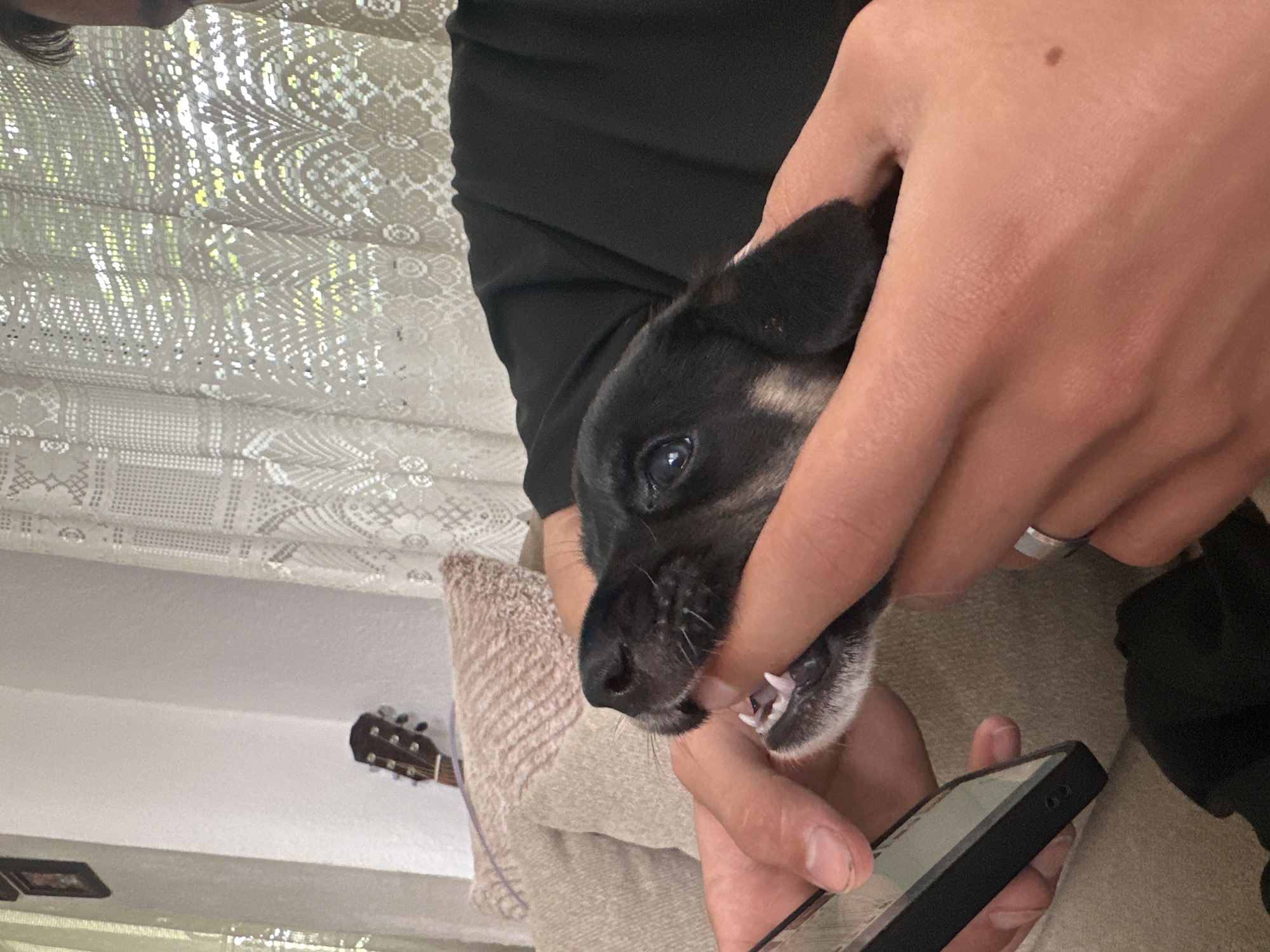 A close-up, indoor shot shows a black and tan puppy with its mouth around a person's finger. The puppy's eyes are open, and its teeth are visible. The person's hands are holding the puppy, and they are also holding a black smartphone. In the background, a tan sofa and pillows are visible, along with a lace curtain and a portion of a guitar. The setting is likely a residential living room. The scene does not provide any specific location information for Detelina, Bulgaria.