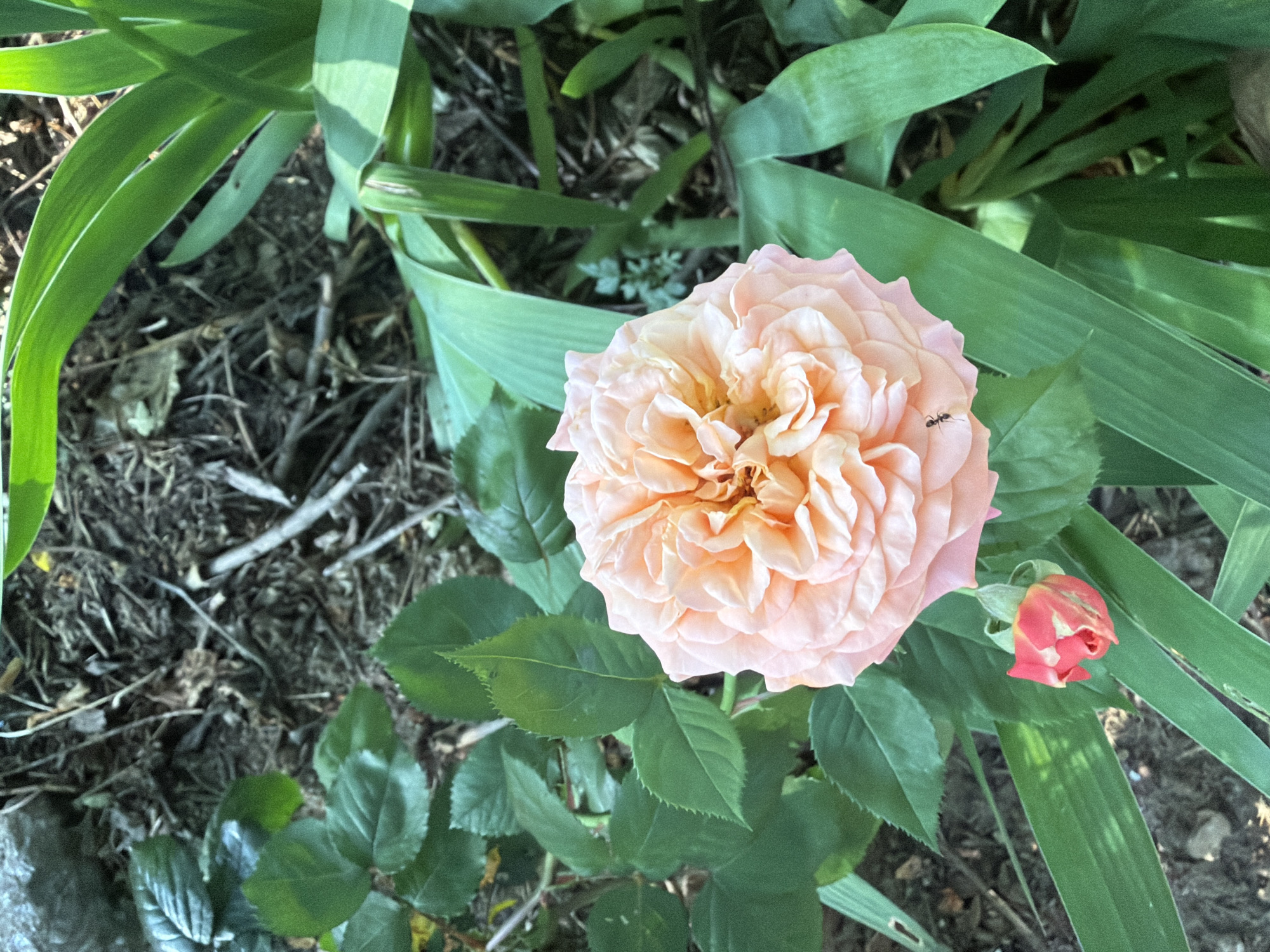 In Pazardzhik, Bulgaria, a close-up shot captures a garden scene. The focal point is a lush, peach-colored rose in full bloom, its petals tightly layered. To the lower left, a small, vibrant pink rosebud with streaks of red is visible. An ant is crawling on one of the rose petals. The rose is surrounded by glossy green leaves and tall, blade-like green foliage. The background consists of dry soil and twigs, suggesting a natural, outdoor environment.