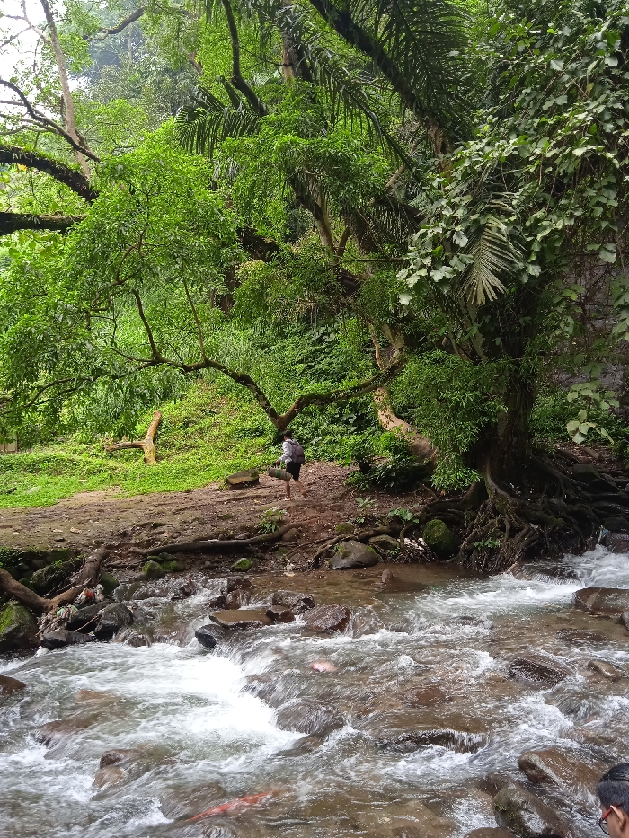 A man wearing a grey shirt and black shorts, and carrying a backpack, walks away from the camera along a rocky, dirt trail. He is near a small, shallow river with rocks protruding from the water. The river flows from right to left towards the camera. The man is walking on the right bank of the river. The river is partially obscured by foliage. The scene is in a heavily wooded area. The location is a wooded area near a river in Tawangmangu, Indonesia (coordinates: -7.655, 111.135). The man's face is not visible. There are tree roots and foliage on both sides of the river. The man is the only person visible.