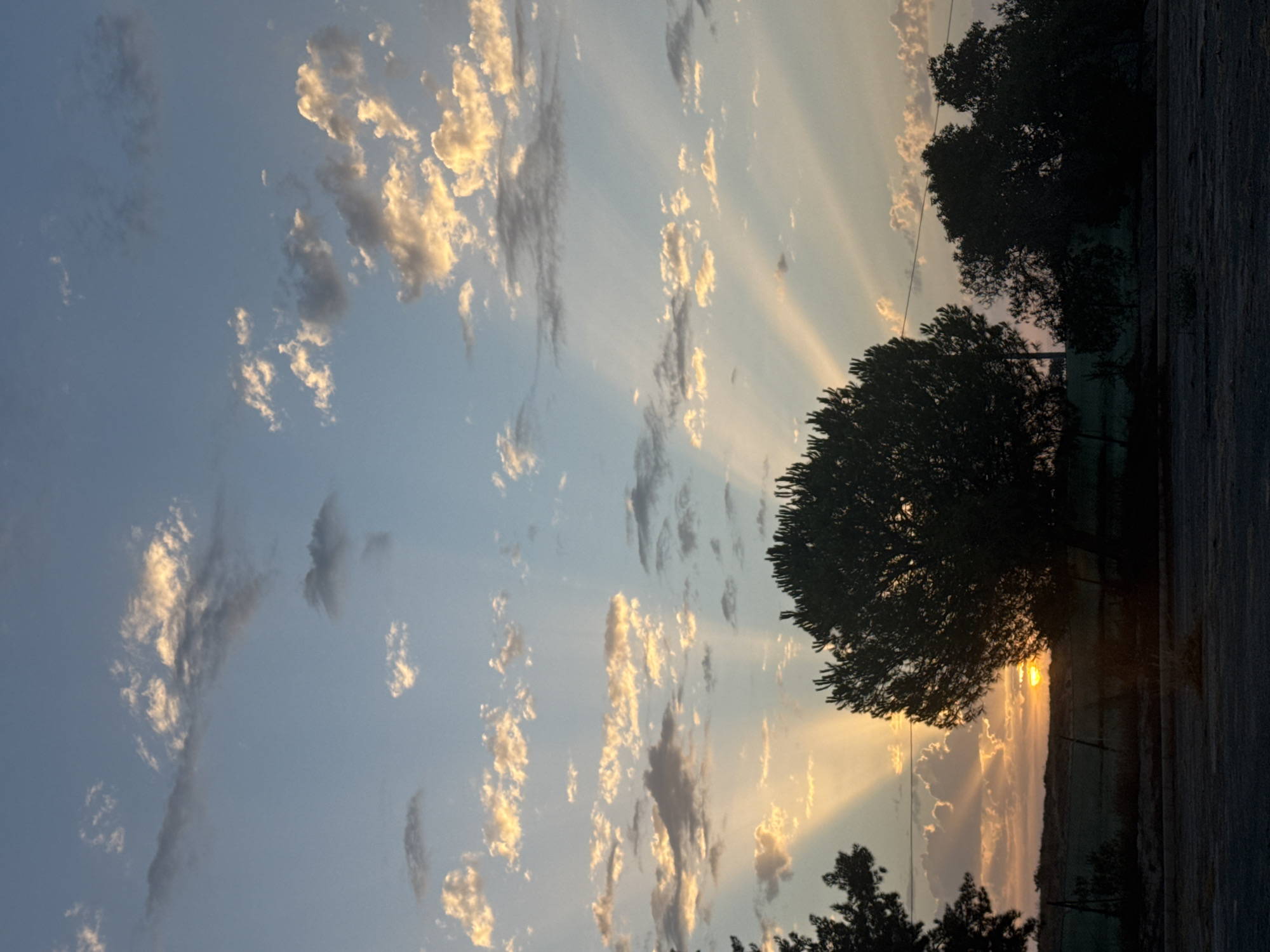 This is a vertical, eye-level, medium shot photograph of a sunset in Corvera, Spain. The sky is a gradient of blue and orange, with scattered clouds illuminated by the sun's rays. The sun is partially visible on the horizon, peeking through the trees. A large, silhouetted tree dominates the center of the frame, with its branches reaching towards the sky. In the background, there is a dark silhouette of a treeline, a fence, and a field. The foreground is a dark, asphalt surface.