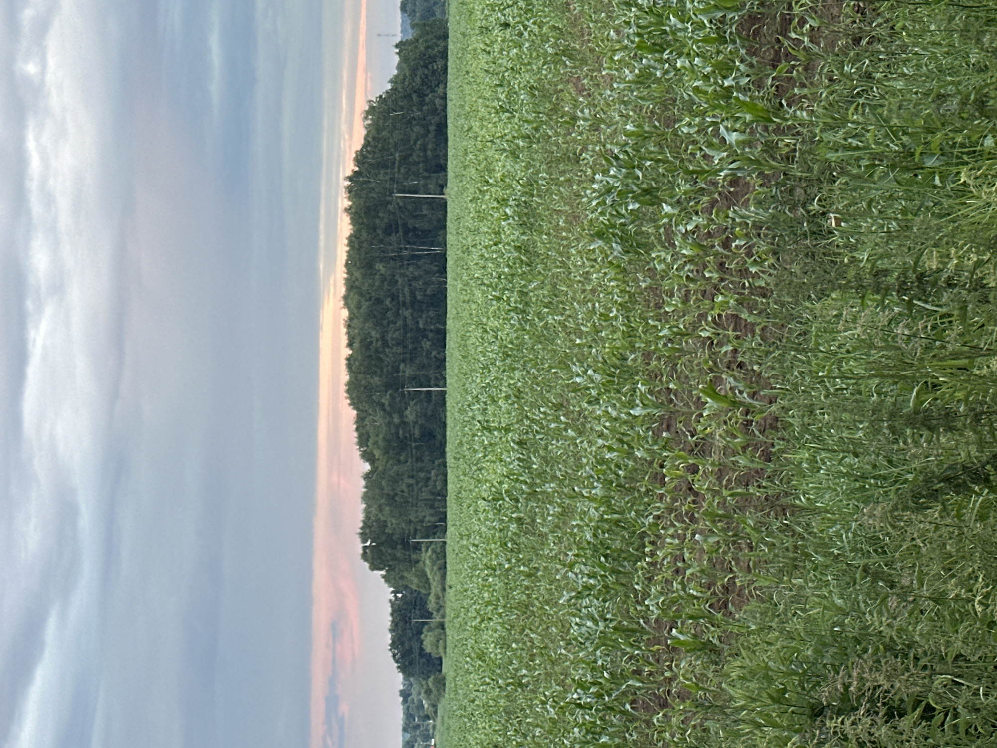 This image depicts a vast, green cornfield stretching into the distance, with rows of healthy corn plants visible. To the left of the field, a dense line of trees forms a dark green border. Beyond the trees, the sky is visible, characterized by soft, wispy clouds in shades of pale blue and hints of pink and orange, suggesting either sunrise or sunset. A few utility poles can be seen interspersed within the tree line, indicating the presence of infrastructure. The overall scene is serene and rural, evoking a sense of calm and the vastness of nature. The lighting suggests it is either early morning or late evening.