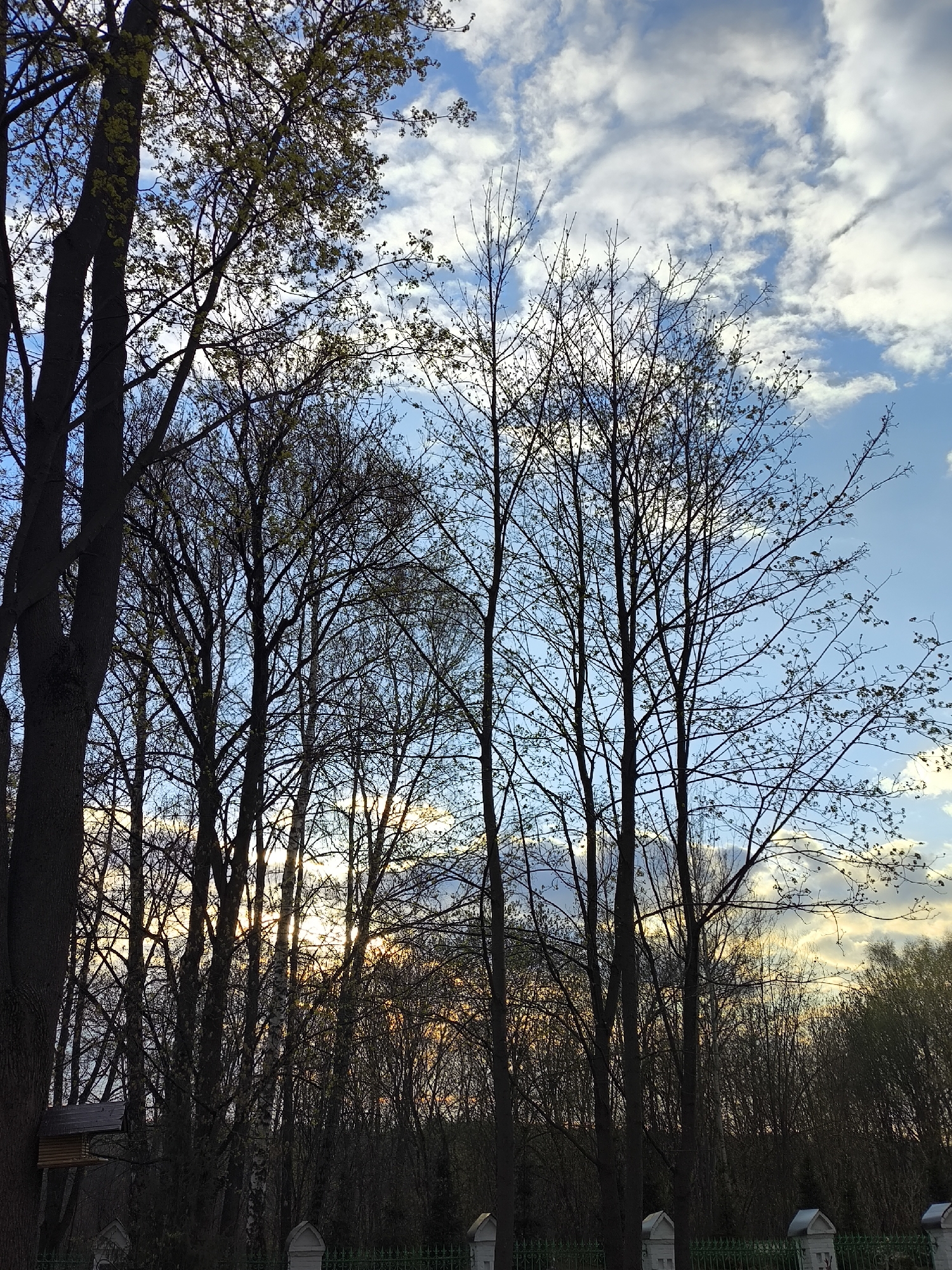 The image presents a view of trees silhouetted against a cloudy, blue and white sky, likely at dusk or dawn. In the foreground, bare-branched trees stand behind a green metal fence adorned with white concrete posts. Behind the trees are dense bushes and a hint of orange-yellow sky that suggests a low sun. There's a birdhouse attached to one of the trees on the left. Given the style of the fence and the architectural features, the location is likely in a park or garden within Moscow, Russia. The image doesn't show any people, focusing instead on the natural elements and the park infrastructure.