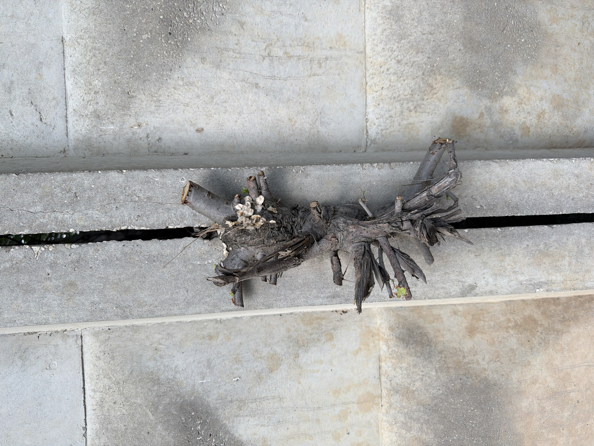 A vertical, close-up shot captures a gnarled, dried tree root or branch wedged tightly within a narrow, dark crevice between two rough, grey concrete slabs. The root exhibits a complex structure with numerous smaller twigs and branches protruding at various angles. Some of these twigs show small, green sprouts, suggesting a tenacious struggle for life. The concrete surfaces are weathered and stained, with visible textures of aggregate and subtle variations in tone, indicating outdoor exposure. The overall scene is stark and appears to be located in an urban environment, possibly a neglected corner or a construction site in Volzhskiy, Russia. No individuals or animals are present in the frame.