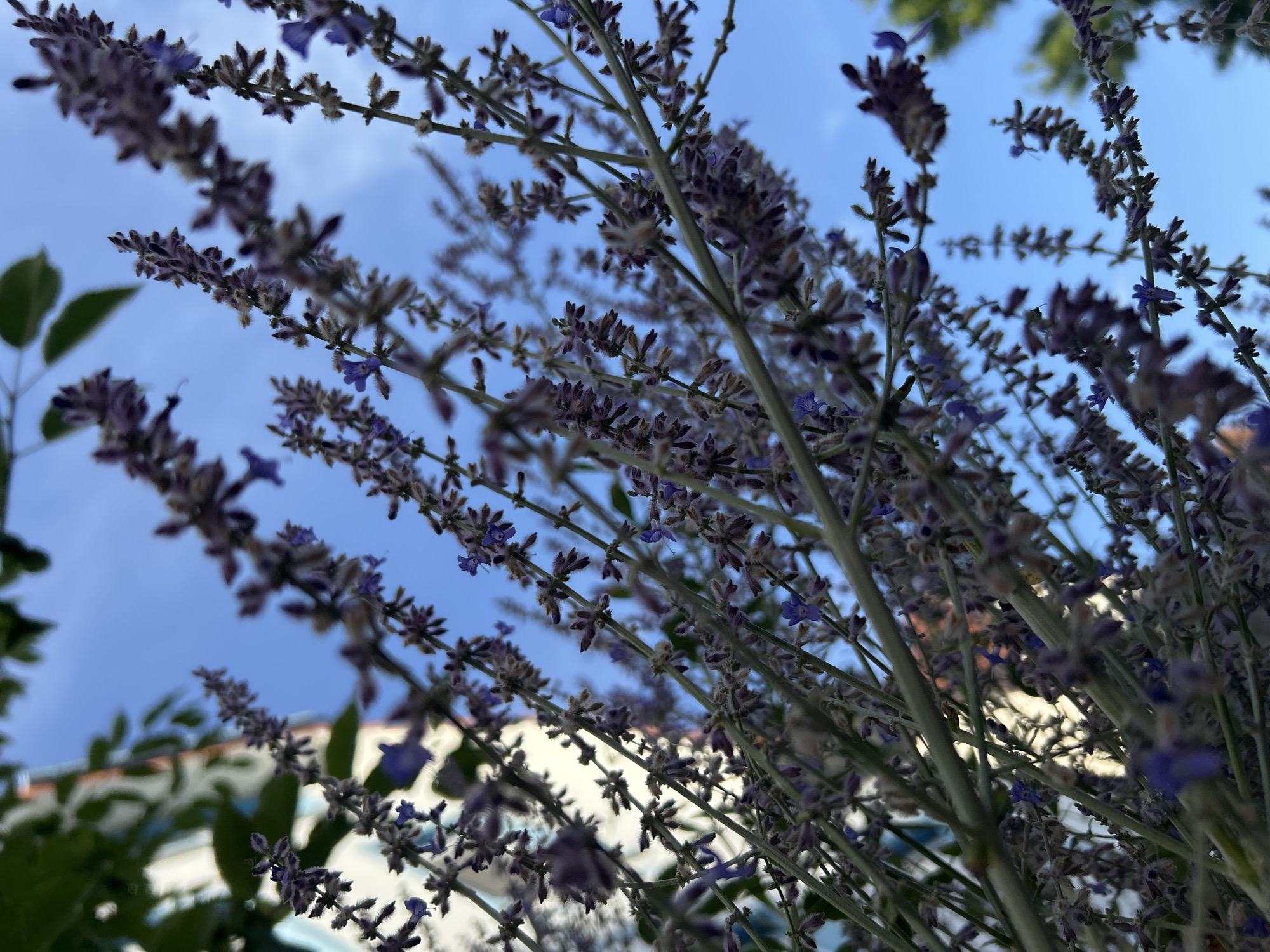 This is a close-up, low-angle shot of flowering Russian sage (Perovskia atriplicifolia) against a bright blue sky. The slender stems are covered in numerous small, purplish-blue flowers and fuzzy bracts. The blooms are densely packed along the upper portions of the stems, forming elongated flower spikes. Some of the leaves are visible, appearing as darker green shapes in the background. In the far left background, a portion of a building is visible, with white and light blue painted sections. The overall impression is one of a sunny day in a garden or park setting, possibly in Detmold, Germany, given the context. No people or specific actions are depicted. The image is sharp and detailed, capturing the delicate structure of the flowers.