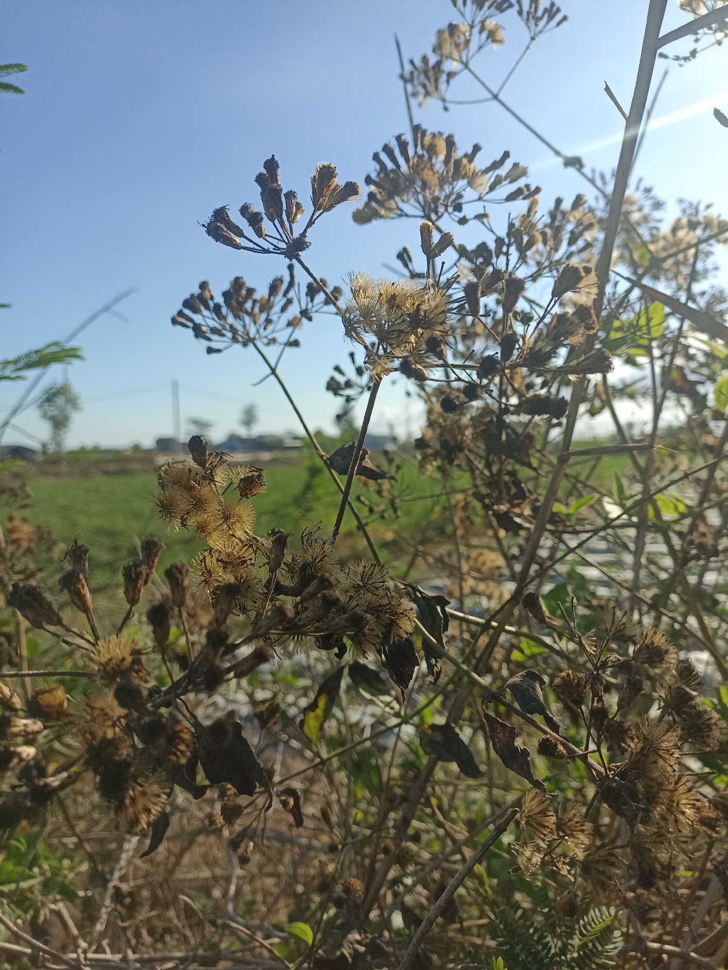 The photograph captures a close-up view of dry, brown seed heads of a plant against a clear blue sky. The foreground is dominated by these seed heads, some appearing fuzzy and others with visible seeds. Thin, dry branches and stems crisscross the frame. In the background, a green field stretches out, with a few distant trees and structures suggesting a rural or semi-rural environment. The overall impression is one of nature in a dry state, likely during a drier season. The image was taken in Pandanarum, Indonesia.