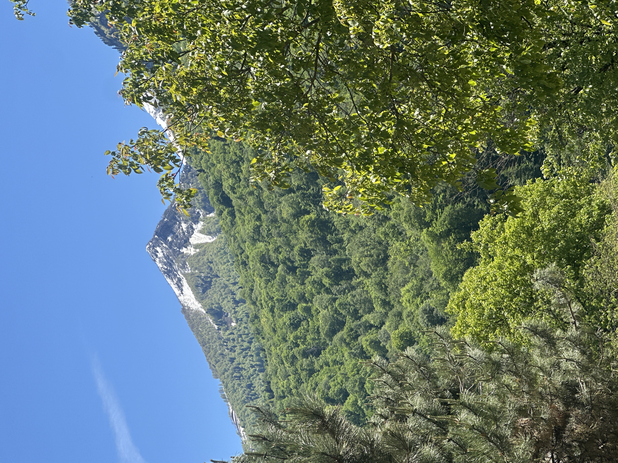 This image captures a serene mountainous landscape in Krasnaya Polyana, Russia, under clear blue skies. A large mountain dominates the background, featuring a snow-capped peak and densely forested slopes that cascade downwards. The vibrant green trees covering the mountain indicate lush vegetation, likely during spring or summer.
In the foreground, the view is framed by various types of trees. Bright green deciduous leaves belonging to overhead branches are prominently featured, catching the sunlight. Below these, closer to the viewer, are conifer trees with distinctive needle-like foliage, providing a textural contrast.
The sky is a brilliant, cloudless blue, with only a faint, thin contrail visible in one section, suggesting a clear and sunny day. The overall impression is one of natural beauty and tranquility, emphasizing the expansive, untouched character of the mountain region. No human activity or structures are visible, and there is no discernible text within the image.