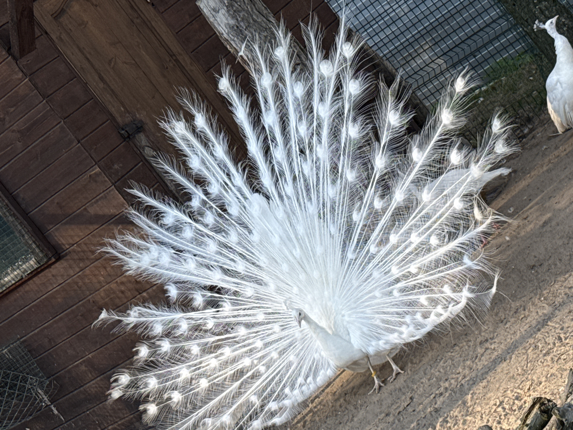 A white peacock with its tail feathers fanned out is the primary subject of the image. A second white peacock stands at the upper right. The peacock is situated in a space with wooden structures on the left and fencing at the top. The ground appears to be a sandy or concrete-like surface. The image was taken outdoors in a location with adequate light. The location is Rusanovo, Russia.