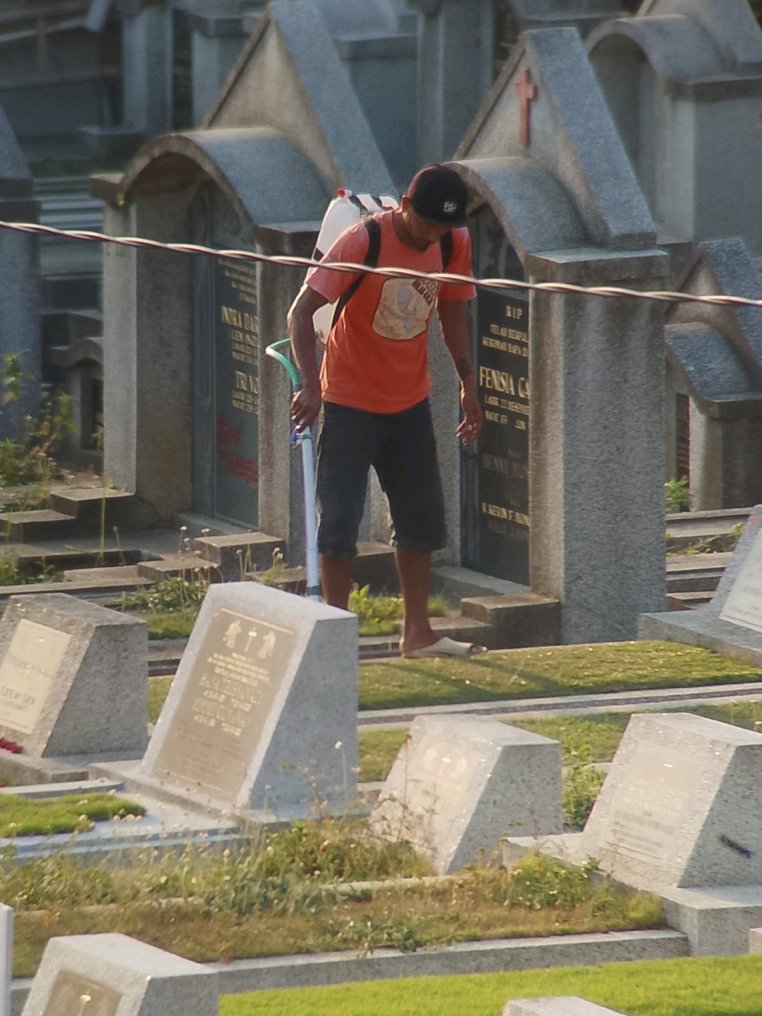 In Jember, Indonesia, a person wearing an orange t-shirt and a dark cap is seen spraying something in a cemetery. The person is carrying a white backpack sprayer and holding a green hose. The cemetery features several gray headstones, some with arched tops and inscriptions. The ground is covered with green grass and some patches of weeds. In the background, more rows of headstones and cemetery structures are visible, suggesting a densely populated burial ground. The overall lighting suggests it might be late afternoon or early morning, with the sun casting shadows.
