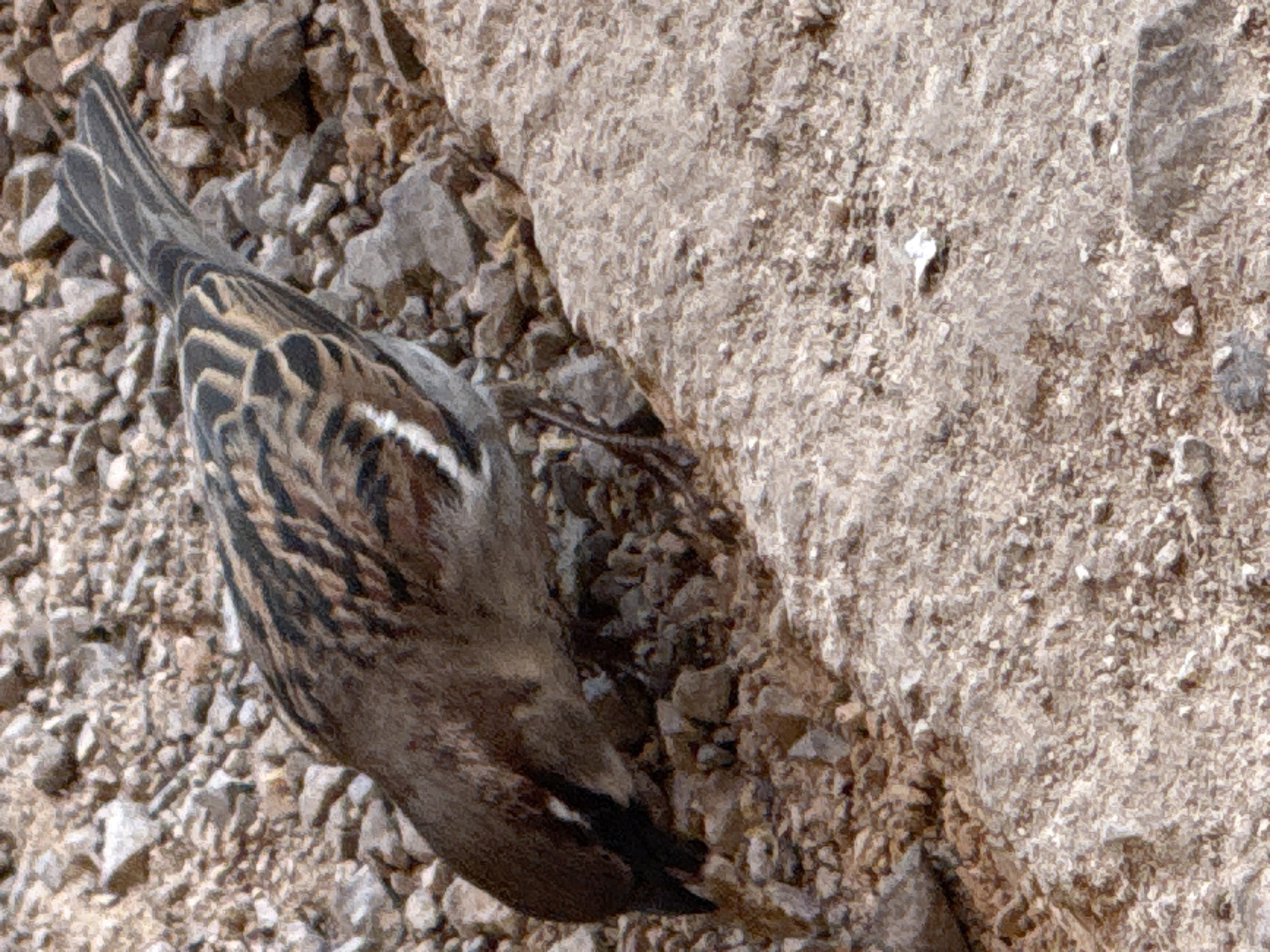 A small bird, likely a sparrow or similar passerine, is captured in an outdoor setting on rocky ground. The bird is positioned facing downwards and to the right, with its head appearing to be near the ground, suggesting it is either foraging for food or resting. Its plumage features a mix of mottled brown, black, and tan feathers, with distinctive striped patterns visible along its back and wings, and some prominent white markings on the wing edges. Its underside appears lighter brown or grey.
The ground beneath the bird is uneven and covered with numerous small, light-colored pebbles and stones, creating a textured surface. To the right of the bird, a larger, light-toned, rough-textured surface, resembling weathered rock or concrete, forms a vertical or inclined boundary. The scene is illuminated by natural daylight, indicating it is daytime with dry weather conditions. No specific time of day is discernible, but the lighting appears even. There is no visible text in the image. This scene is set in Sofia, Bulgaria.
