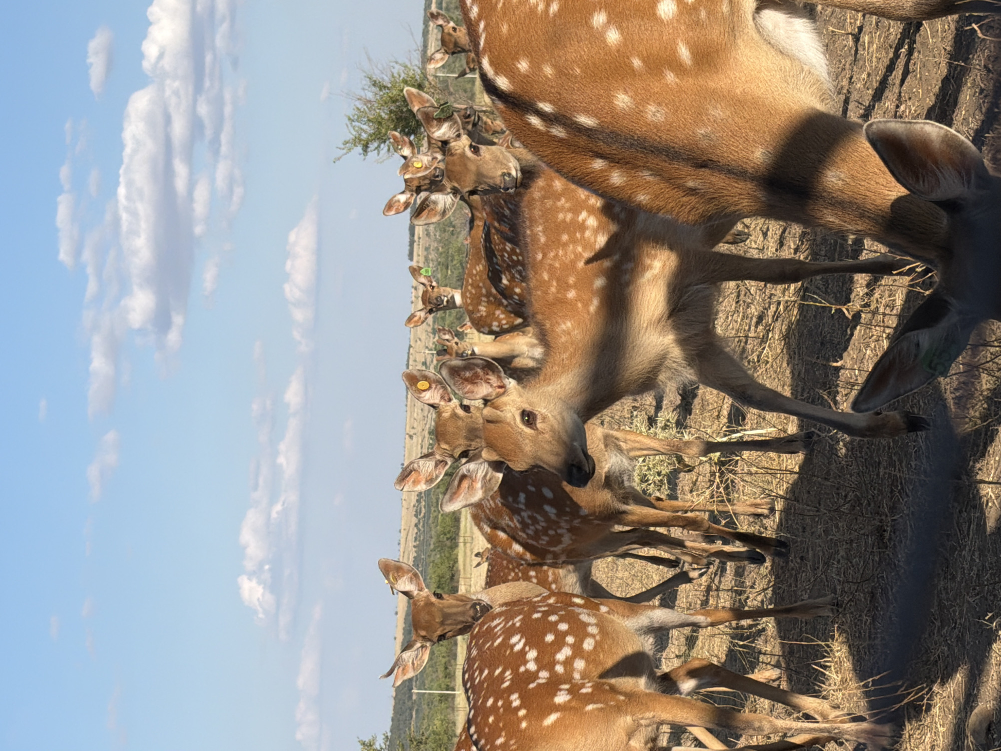 In the village of Gorny Balykley, Russia, a herd of spotted deer stands in a dry, grassy field under a bright blue sky with scattered white clouds. The deer, characterized by their brown coats with distinct white spots, are the primary subjects. Some have ear tags, suggesting they may be part of a farm or wildlife sanctuary. They are clustered together, with several facing the camera and others looking in various directions. The ground is covered with dry grass and sparse vegetation. In the background, rolling hills and a few trees are visible, indicating a rural or semi-rural landscape. The lighting suggests it is daytime, likely late afternoon due to the long shadows cast by the deer. No humans are present in the image.