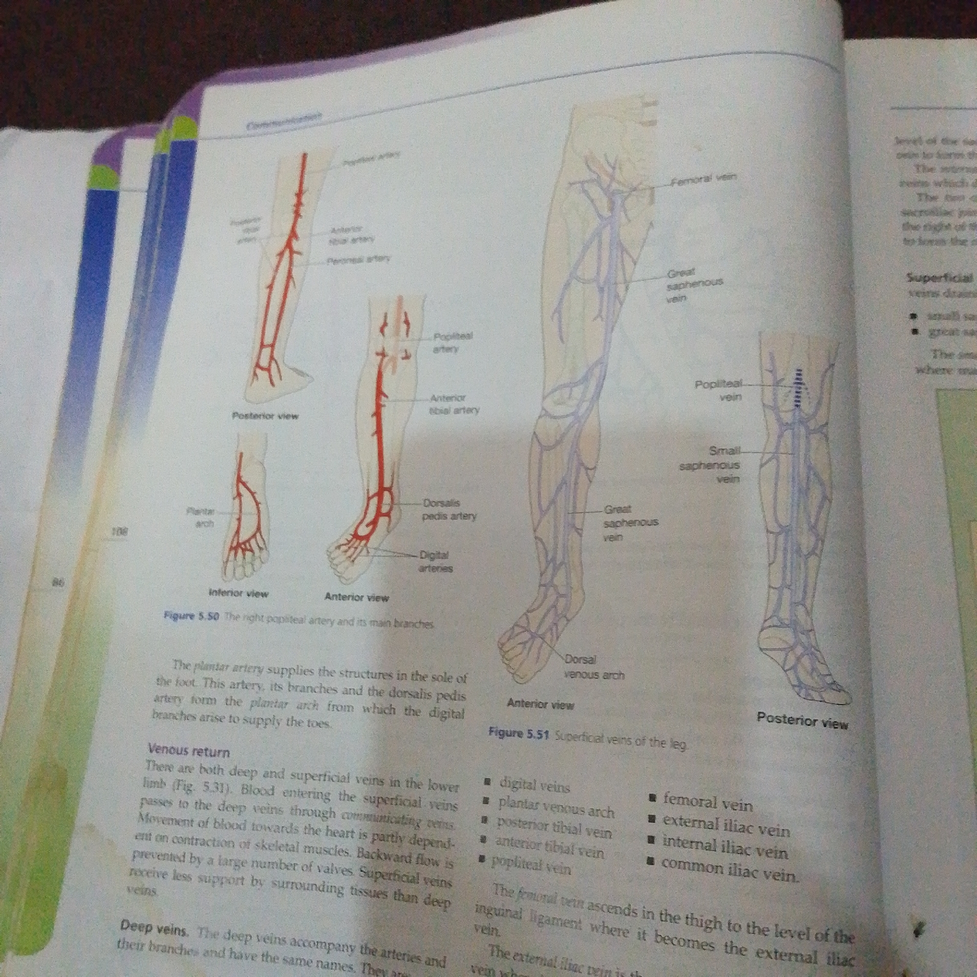 This is a close-up, high-angle shot of an open book, likely a textbook, displaying anatomical diagrams of the vascular system of the human leg. The pages are white with clear, colorful illustrations.
The left page features two diagrams showing arteries in red. One depicts the anterior view of the leg and foot, with labels like "Popliteal artery," "Anterior tibial artery," "Dorsalis pedis artery," and "Digital arteries." Below this is a more detailed view of the foot labeled "Anterior view" and "Plantar arch." At the bottom left, there are page numbers "108" and "86."
The right page displays diagrams of veins in blue. One illustration shows the posterior view of the leg with labels such as "Femoral vein," "Great saphenous vein," and "Popliteal vein." Another diagram illustrates the superficial veins of the leg, also labeled "Great saphenous vein," and the "Dorsal venous arch" on the foot. Below these diagrams, there is a list of veins: "digital veins," "plantar venous arch," "posterior tibial vein," "anterior tibial vein," "popliteal vein," "femoral vein," "external iliac vein," "internal iliac vein," and "common iliac vein."
Text on the pages describes the diagrams, including "Figure 5.50 The right popliteal artery and its main branches" and "Figure 5.51 Superficial veins of the leg." There are also sections titled "Venous return" and "Deep veins," explaining the function and types of veins in the lower limb. The overall scene is that of a study or learning environment, with the focus being on anatomical education. No people, specific time of day, weather, or emotional cues are visible. The location context provided (Jalingo, Nigeria) is not discernible from the image itself.