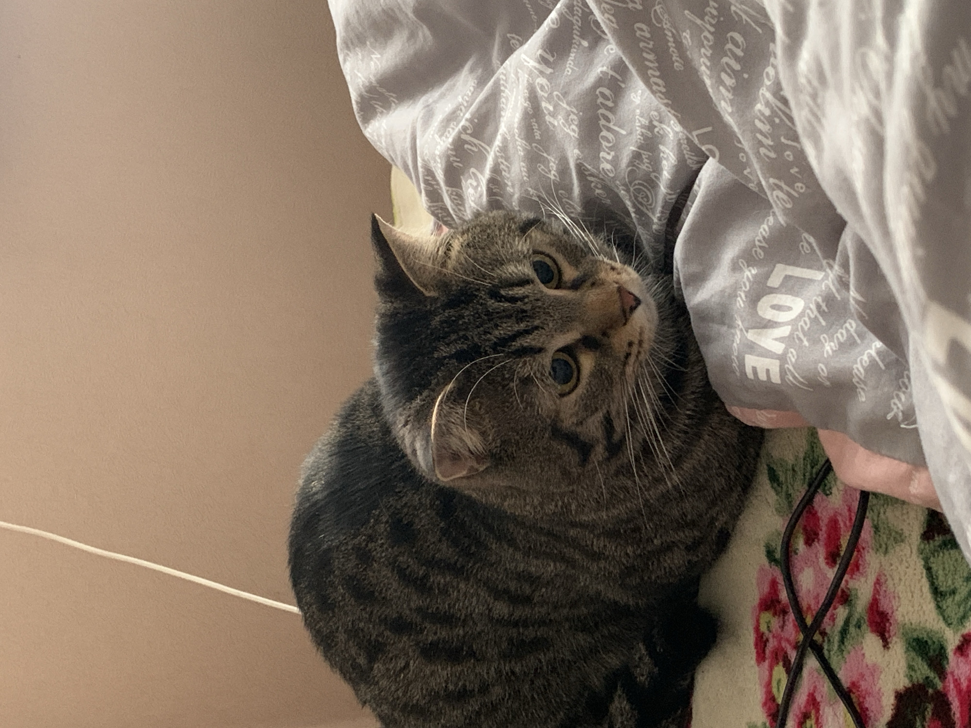 A medium-shot, tilted photograph depicts a tabby cat sitting on bedding. The cat's head is turned upward and to the left, with its eyes focused upward. The cat's fur is primarily dark gray with distinct tabby stripes. The bedding under the cat has a floral pattern of red and pink flowers on a light background, with dark lines. Part of a grey duvet is visible on the upper-right, printed with the word "LOVE" and other text in a repeating pattern. The background wall is a flat, pale beige. A white cord or wire is visible on the left side of the frame, running across the beige wall. The location information is not available from the image.