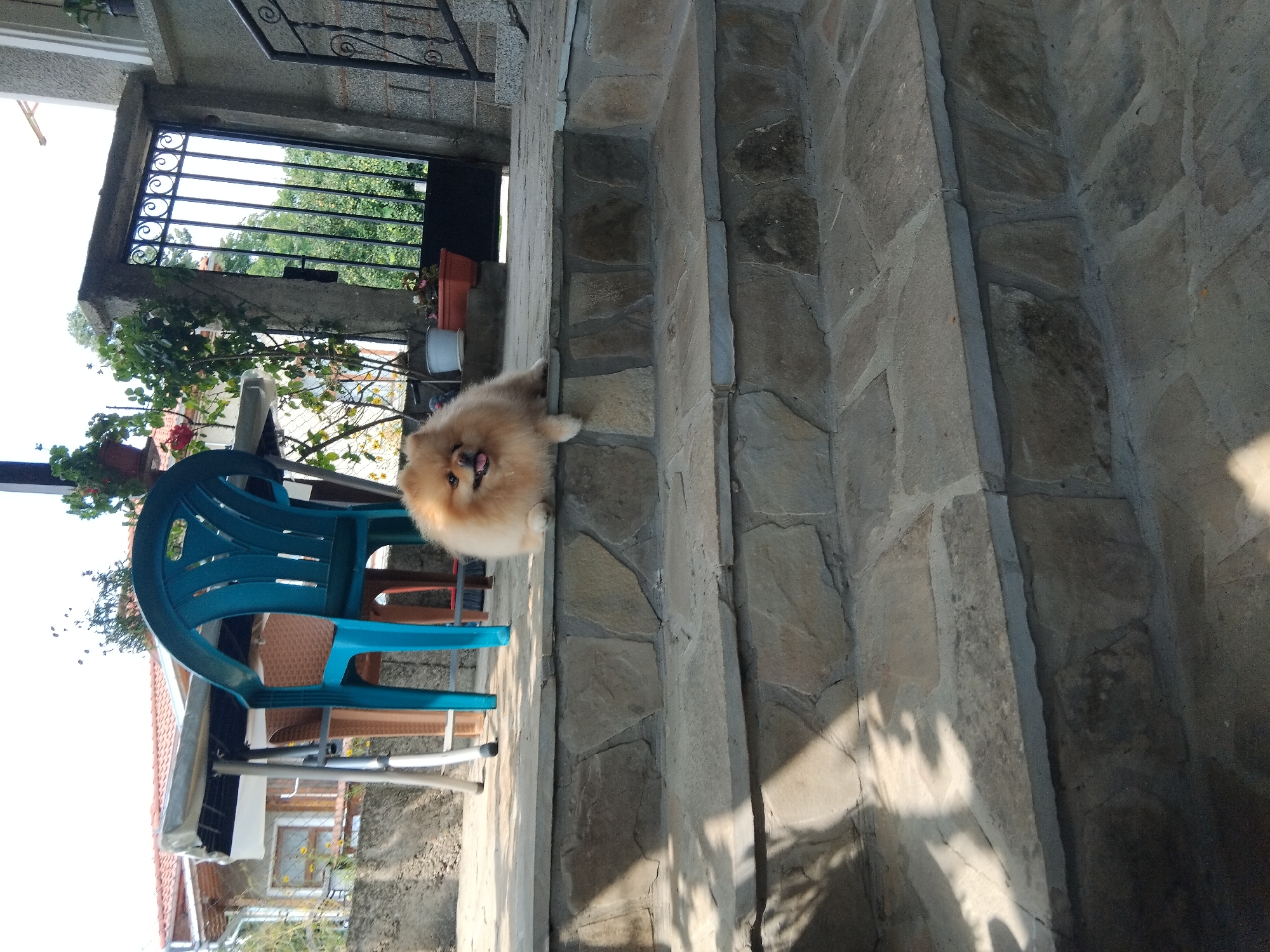 A Pomeranian dog is sitting on a stone staircase in front of a house. The dog is light brown with its tongue sticking out. Behind the dog, there is a black metal gate and a tree. To the left of the gate, there is a table and chairs. The house appears to be in a rural setting, possibly in Apriltsi, Bulgaria, given the context. The sun is casting shadows on the stairs.