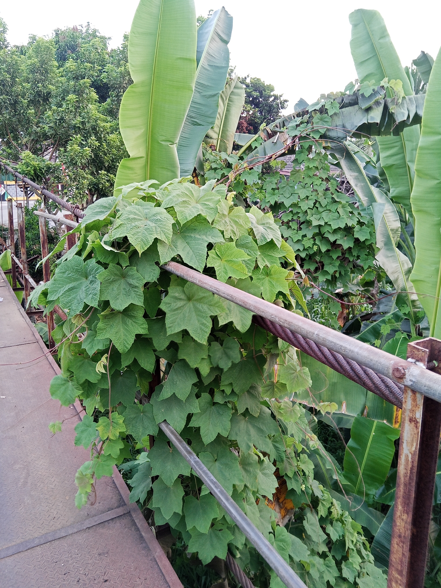 The image depicts a section of a pedestrian bridge in Lubuklinggau, Indonesia, overgrown with lush green vegetation. Banana trees with their large, broad leaves dominate the background, interspersed with a dense canopy of smaller, star-shaped leaves from a climbing plant. The bridge itself appears to be constructed of metal with a diamond-plated surface on the walkway. Thick steel cables run along the railing of the bridge, some of which are also entwined with the encroaching plants. The railing posts are rusty, suggesting some age and exposure to the elements. The overall impression is one of nature reclaiming man-made structures, creating a verdant and slightly wild scene. The lighting suggests it is daytime, possibly late afternoon, given the soft, diffused light. There are no people or animals visible in the frame.