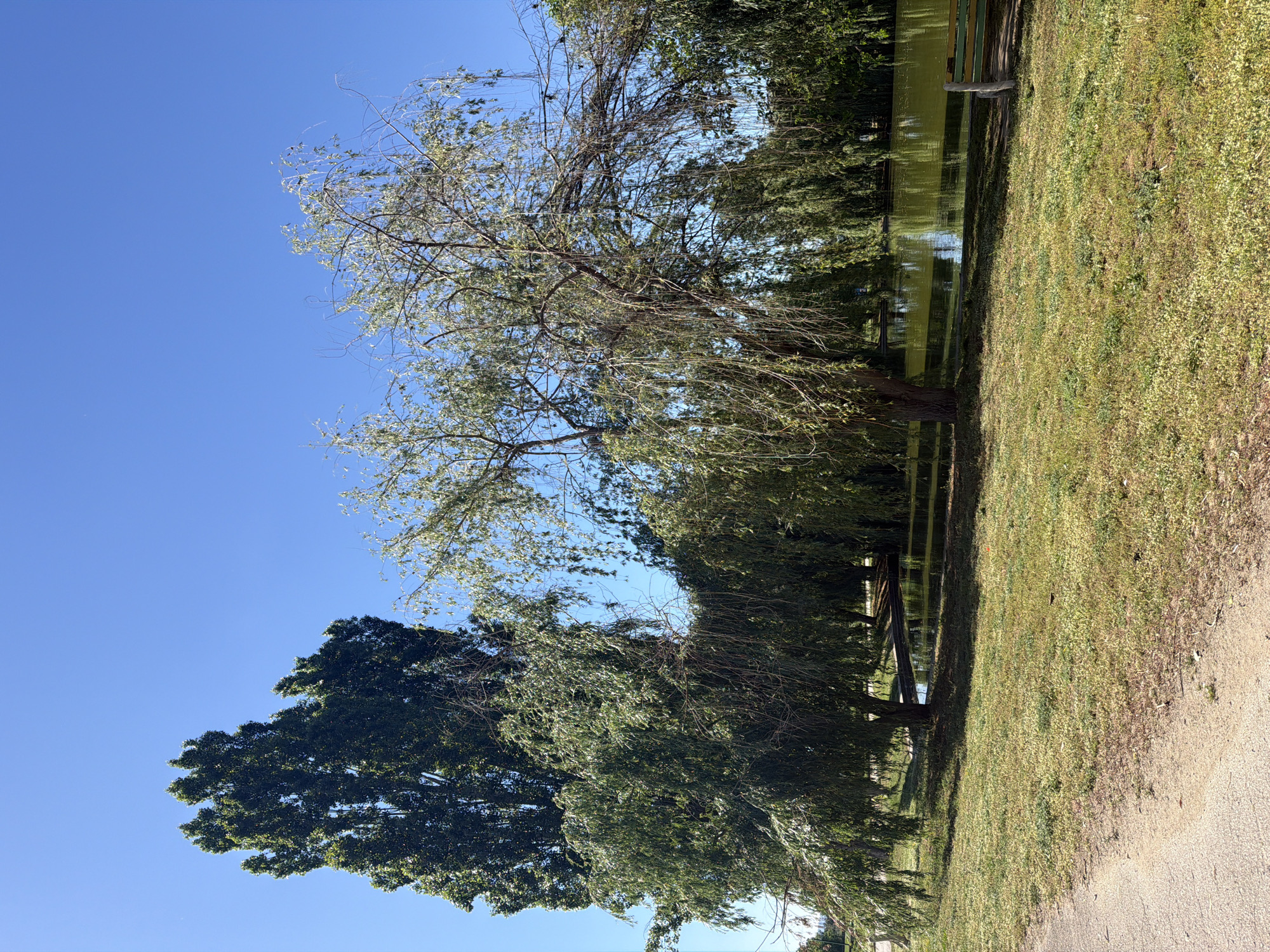 A landscape photograph captures a scene of trees along a body of water, possibly a lake or pond, under a clear blue sky. The image is taken from ground level, with a dirt or gravel path visible on the right side, leading towards the line of trees. The trees closest to the viewer are tall and leafy, while others are bare-branched, suggesting different species or seasons. The body of water reflects the trees and sky, creating a mirrored effect. The environment suggests a park or natural area, with green grass and foliage covering the ground. There are wooden benches visible in the background near the water. The location is presumed to be in the city of Unknown, Unknown.