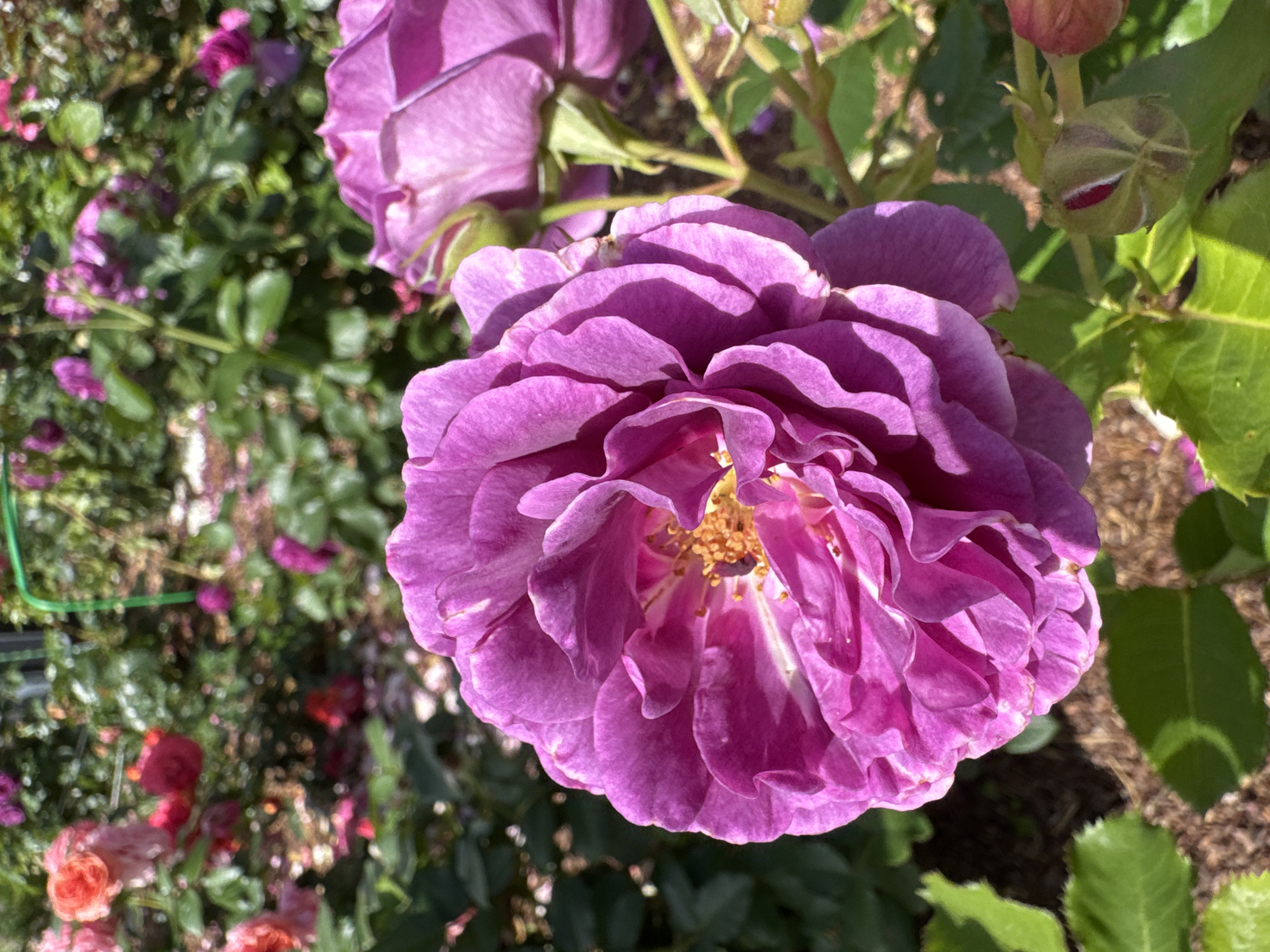 A close-up shot of a vibrant purple rose in full bloom dominates the foreground of this image. The rose's petals are intricately layered, showcasing a gradient of color from a deep magenta to a lighter lavender, with streaks of white visible. The center of the rose reveals golden stamens. In the background, other roses in shades of pink and red are blurred, suggesting they are out of focus. The setting appears to be a garden, with lush green foliage and brown soil visible. The image was captured in Saint Petersburg, Russia, though the specific location within the city is not identified. The lighting suggests a sunny day, with shadows cast by the rose petals. There are no people or animals present in the scene.
