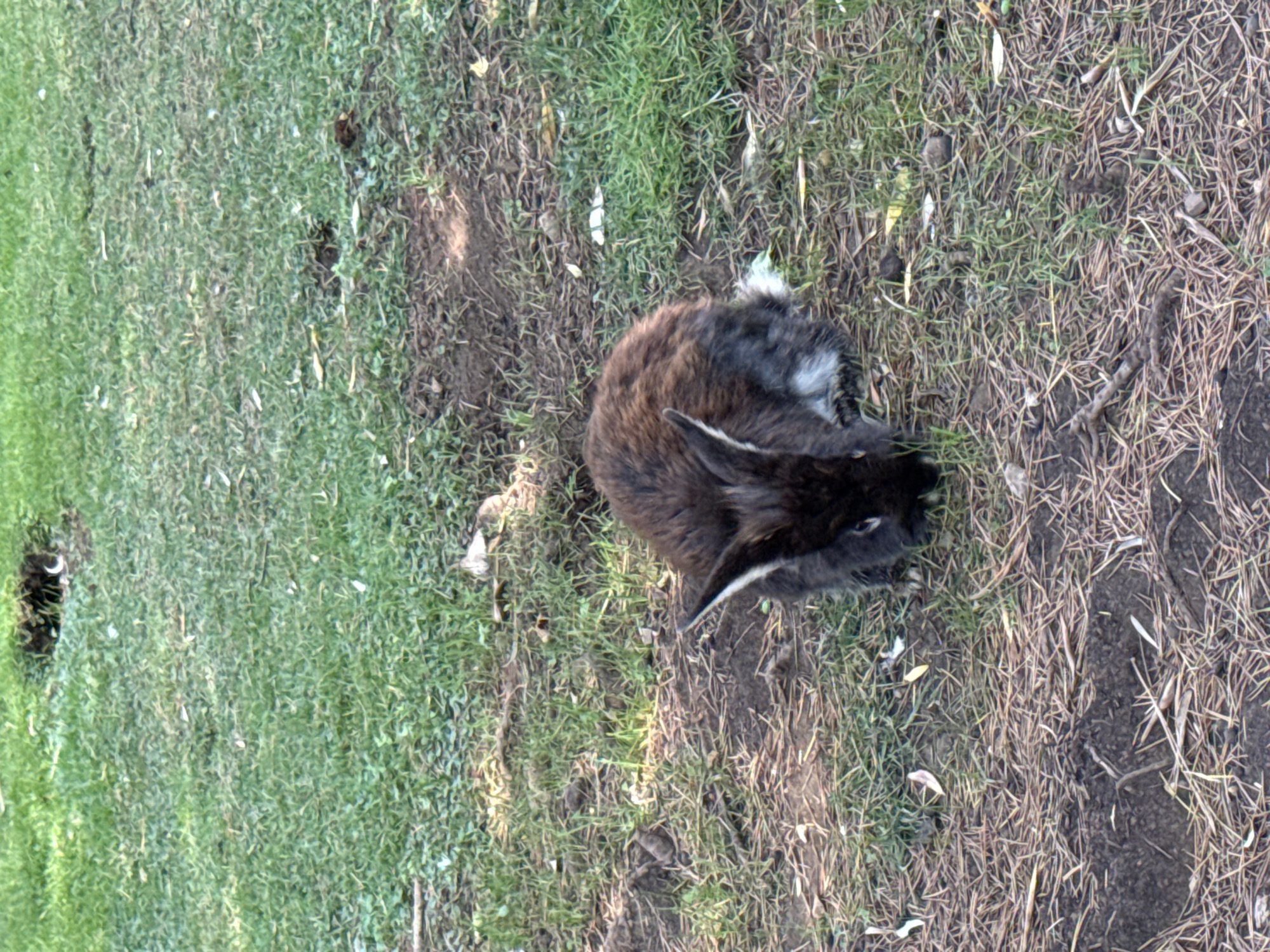 A brown and white rabbit is seen crouched on the ground, facing downwards, likely foraging. The rabbit has long, white-tipped ears and a bushy white tail. The ground is covered with short green grass, dry brown leaves, and patches of dark soil. In the background, more grass and soil are visible, suggesting an outdoor, possibly park-like environment. There are no people or other animals in the frame. The scene is outdoors, with dappled sunlight indicating the presence of trees or other overhead cover. The location is the city of Budva, Montenegro.