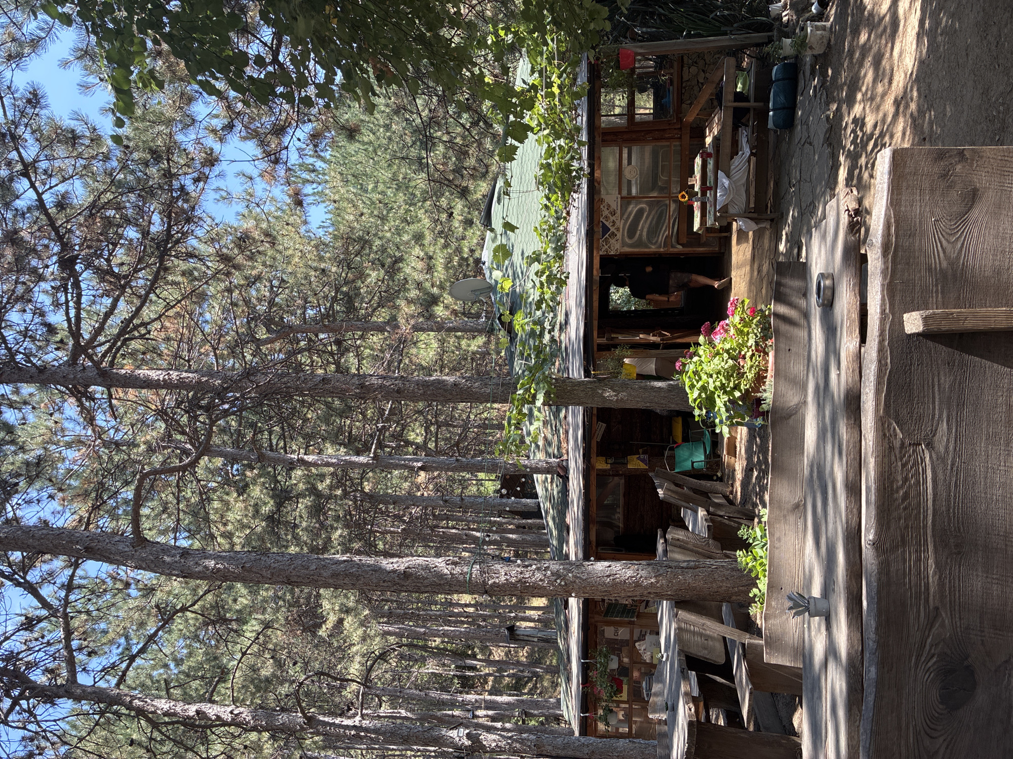 The image depicts an outdoor seating area in front of a rustic wooden building with a green roof, nestled within a pine forest. The building appears to be a cafe or restaurant, with tables and benches set up outside. In the foreground, there are two large wooden picnic tables with benches. A small potted succulent sits on the table in the immediate foreground. To the right of the tables, a person is seen walking into the building through an open doorway. The building has large windows and a covered porch area with more tables. Several potted plants and flowers are visible around the building, including a vibrant pink cluster of flowers to the left of the entrance. String lights are visible hanging from the trees and along the building's roofline. The ground is a mix of dirt, stone, and some paved areas. The overall setting suggests a relaxed, natural environment. The location is identified as Krupnik, Bulgaria.