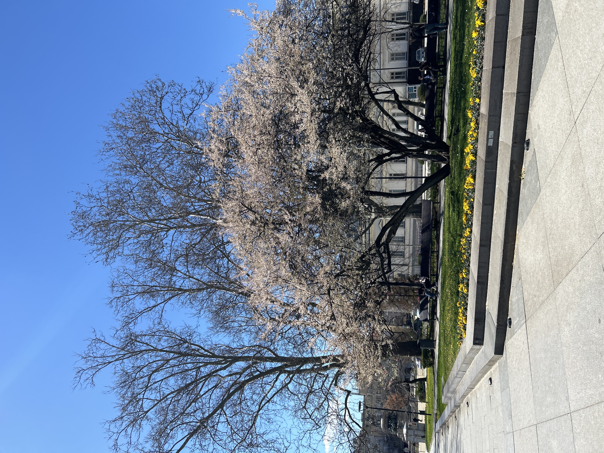The image depicts a scene in Sofia, Bulgaria. A large tree, partly in bloom with white flowers, dominates the center of the frame. The sky is clear and blue. Behind the tree is a white building with windows. A strip of green grass and yellow flowers (likely daffodils) is visible. A concrete wall or tiered structure runs along the right side of the image, with a tiled walkway in the foreground. Several people can be seen sitting on benches in the background, and a car is parked nearby. A street lamp is also visible.