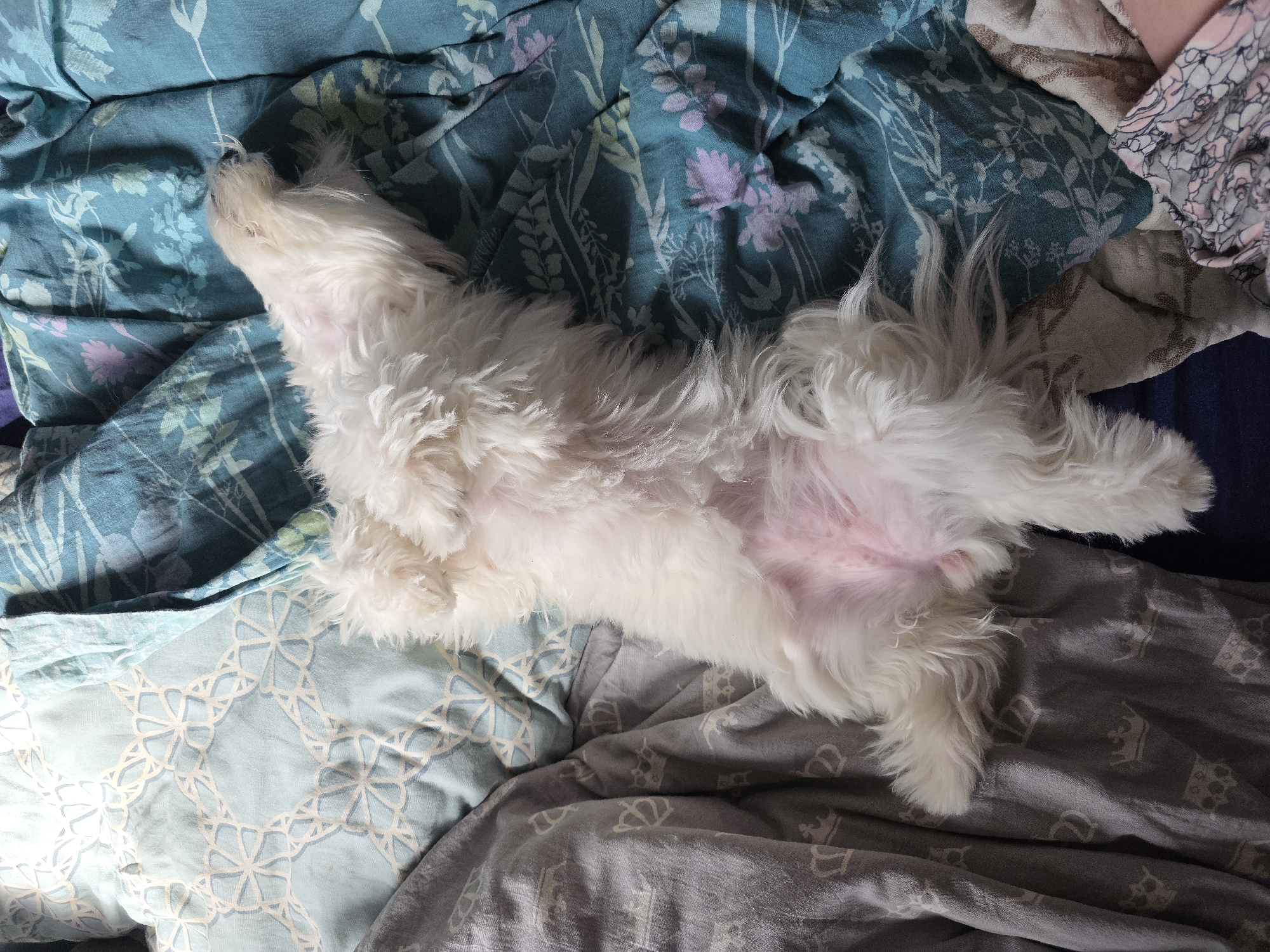 A small, white, fluffy dog is lying on its back on a bed. The dog's belly is exposed and shows pink skin. The dog is covered in white fur. The bed is made with several different fabrics. There is a light blue patterned sheet with a geometric design, a darker blue sheet with a floral pattern, and a grey sheet with a crown pattern. The image is taken from a top-down perspective. The location in Novocheboksarsk, Russia is unknown.