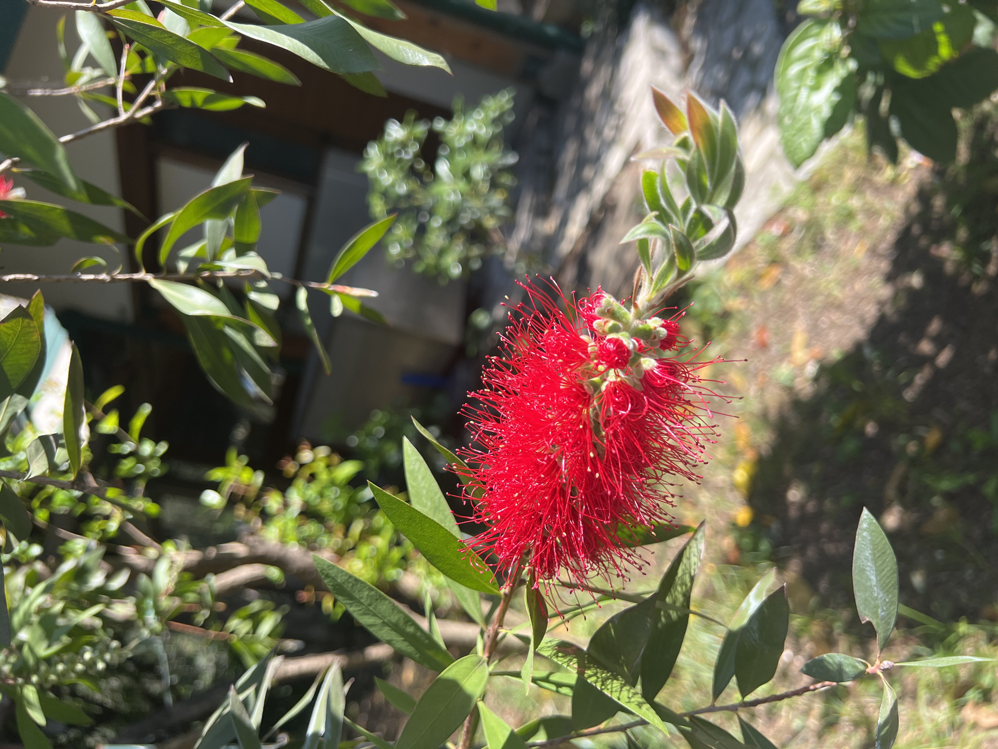 This close-up image features a vibrant red bottlebrush flower (likely from the Callistemon genus) in full bloom, positioned prominently in the foreground. The flower is characterized by its numerous long, slender red stamens with tiny yellow tips, giving it a distinctive brush-like appearance. Several smaller, greenish-red flower buds are visible just above the main bloom, indicating active growth.
The plant's leaves are elongated, green, and slender, some appearing to have a slightly fuzzy texture, especially on younger growth. The strong, direct sunlight illuminates the flower and leaves, creating bright highlights and natural shadows.
The background is softly blurred, providing a shallow depth of field that keeps the focus on the flower. Visible in the background are various shades of green foliage and tree branches, along with hints of what appears to be a stone wall or building structure and patches of sun-drenched ground with some dried leaves or dirt. The bright lighting suggests it is daytime, under clear and sunny weather conditions.
The scene depicts a natural outdoor environment, possibly a garden or landscape setting. The presence of a bottlebrush plant is consistent with the provided location context of Budva, Montenegro, which experiences a Mediterranean climate. There is no human activity or visible text in the image. The overall mood is one of natural beauty and tranquility.
