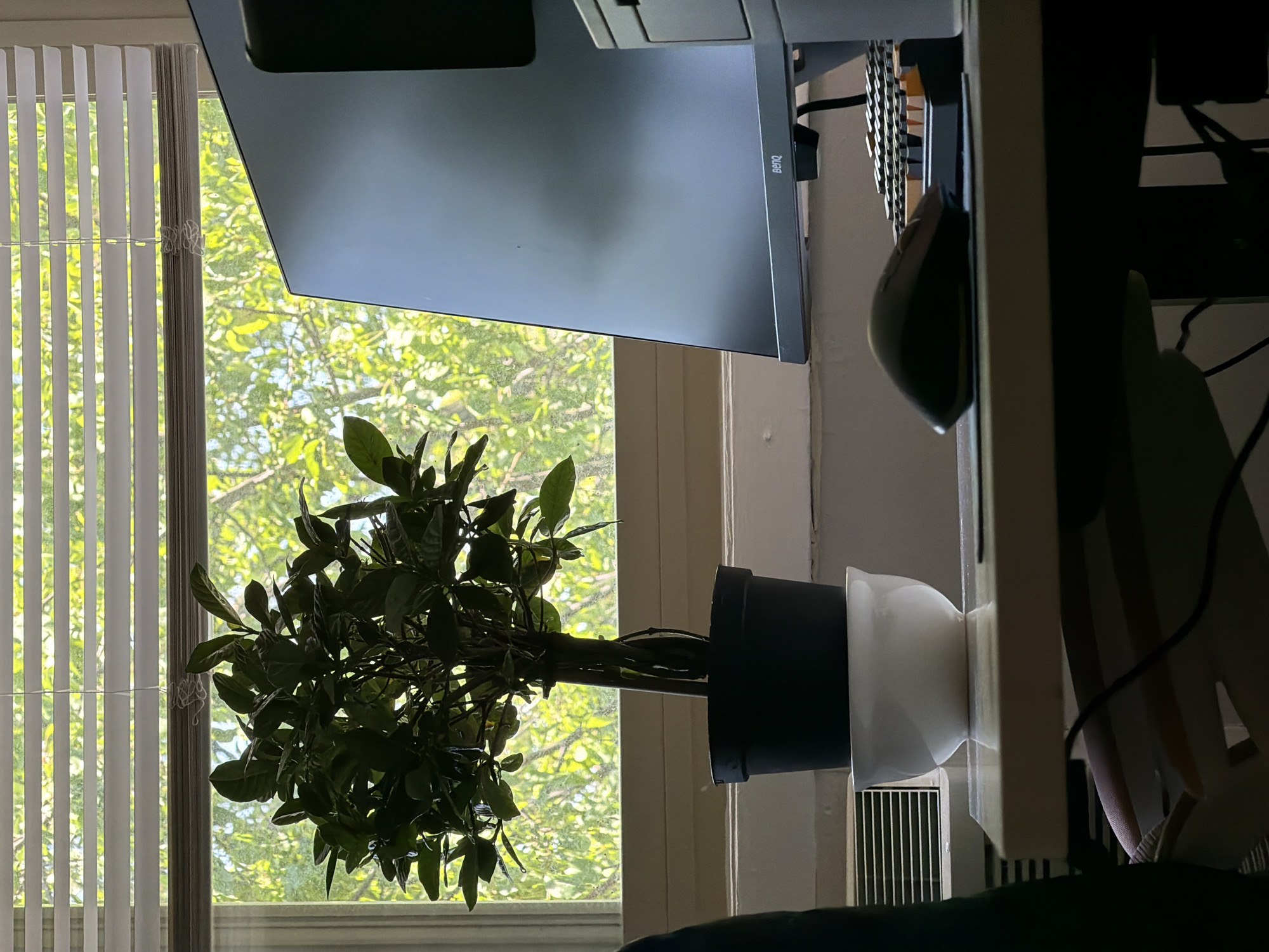 The image shows a plant in a pot sitting on a desk in front of a window. The window has blinds and the trees and sky can be seen outside. There is a computer monitor above the plant, and a computer mouse to the right. The location is Morton Grove, United States of America.