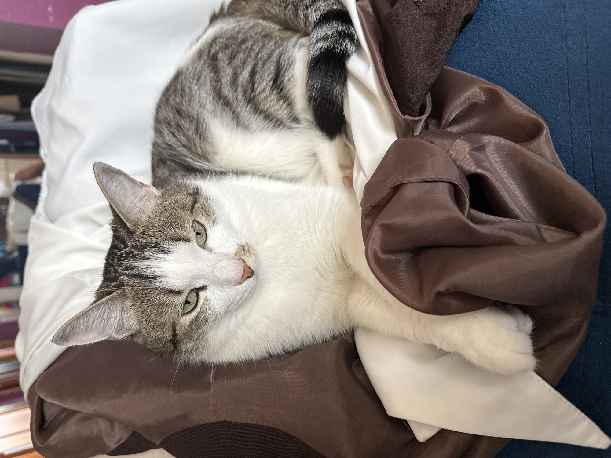 A cat with gray and white fur lies on a pillow and draped clothing. The cat is lying on its side, looking towards the camera. A pillow with a white cover is visible behind the cat. A brown satin-like garment is draped to the right of the cat. The cat has green eyes and pinkish-brown coloring on its nose. The background shows part of a navy blue surface. The photo may have been taken in a household interior. There is no indication of the location being in Krasnoyarsk, Russia.