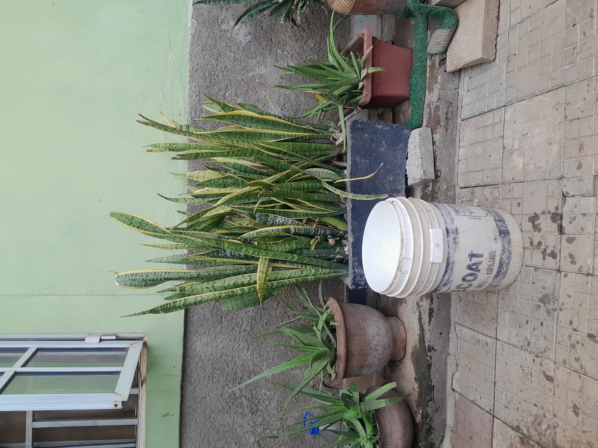 In the city of Madalla, Nigeria, a scene unfolds outside a building with a pale green wall and a grey, textured lower section. A partially open window with white bars is visible on the left. Several potted plants are arranged in front of the wall. To the right of the window, a cluster of tall snake plants with variegated green and yellow leaves stands in a dark rectangular planter. To the left of the snake plants, two aloe vera plants are situated in reddish-brown pots, with a plastic bottle with a blue cap visible behind the one closer to the left edge. In the foreground, a large, white plastic bucket, labeled with faded text including "COAT," sits on a tiled patio. The patio tiles are a light brown with a grid pattern, and appear wet in places, with some dark stains. A few concrete blocks and a strip of artificial green turf are also present on the ground. The overall environment suggests an outdoor domestic setting.