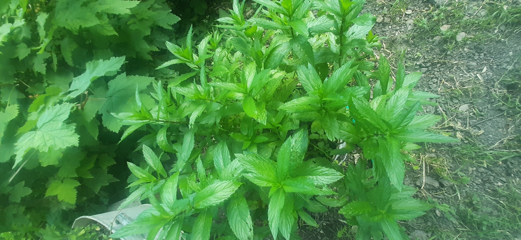 The image shows a close-up view of a patch of vibrant green mint plants growing outdoors. The mint is lush and bushy, with many stems and leaves. In the background, out of focus, are larger green leaves, possibly from a different plant such as currant bushes, which are common in Yessentukskaya, Russia, where this scene is likely located. The ground beneath the mint appears to be a mixture of soil and small stones, with sparse blades of grass. There is a portion of a white bucket visible on the far left, suggesting the mint might be growing in or near a container. The lighting indicates it is daytime, likely outdoors in a garden or yard. There are no people or animals present in the image.