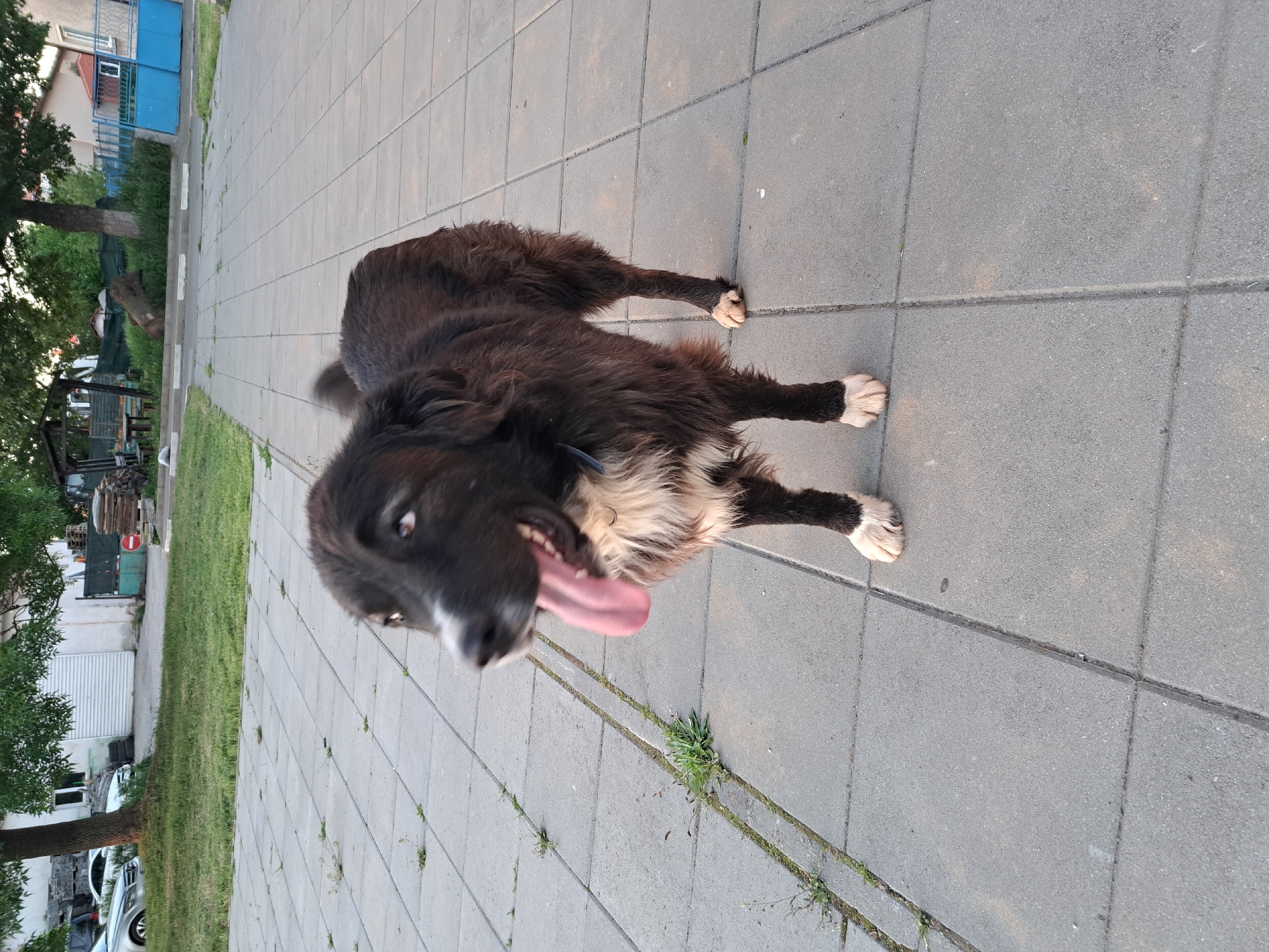 A black and white dog stands on a gray tiled sidewalk. The dog is facing the camera with its tongue hanging out. Green grass and trees are visible in the background, as well as buildings and cars. The location is Negovan, Bulgaria.