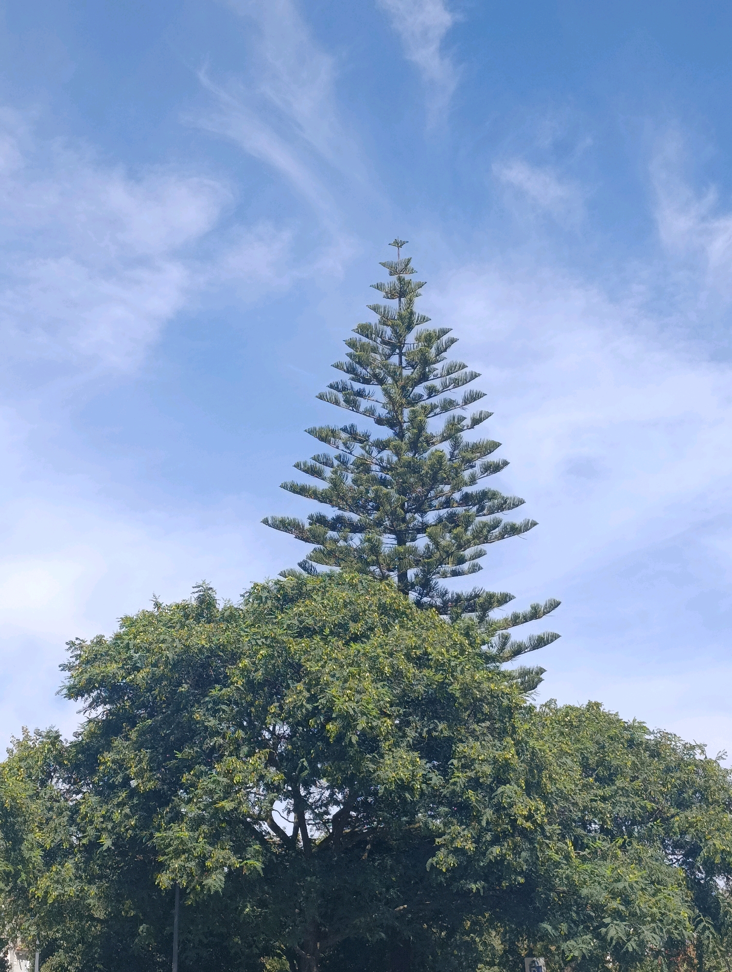 A tall, slender evergreen tree with horizontal branches stands prominently against a light blue sky with wispy white clouds. The tree's distinctive triangular silhouette tapers towards the top. In front of it, a denser, broader canopy of green foliage from another tree partially obscures the lower portion of the evergreen. The image appears to have been taken outdoors during the day, with the sky suggesting fair weather. The scene likely captures a natural or park-like setting within Setúbal, Portugal, characterized by lush vegetation and open skies. There are no people or specific urban structures visible in this frame.