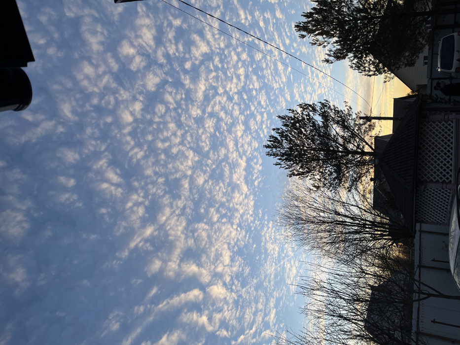 The scene depicts an outdoor environment in Заозерное Снт, Russia, during either sunrise or sunset, indicated by the low sun angle and the warm, yellowish-orange glow on the horizon to the right. The sky is largely clear blue, densely covered with widespread altocumulus or cirrocumulus clouds forming numerous small, white, rippled patches.
In the midground, a light-colored fence or wall runs horizontally across the frame. Behind this fence, several residential buildings with sloped roofs are partially visible, obscured by vegetation. A dark-roofed gazebo with white latticework is prominently featured in the lower-center.
Vegetation consists of several bare deciduous trees with intricate branch networks on the left and center, silhouetted against the sky. Two taller, dark coniferous trees, likely pines, are silhouetted on the right side of the frame.
Utility lines or power cables stretch diagonally across the upper-right quadrant of the image. A dark, unidentified structural element is visible at the very top edge of the frame.
Two vehicles are partially visible: a dark-colored car in the lower-left corner, largely obscured by the fence, and a light-colored minivan parked on the right. One individual, dressed in dark clothing, is partially visible standing near the rear passenger side of the minivan. No specific actions or interactions are clearly discernible beyond their presence.