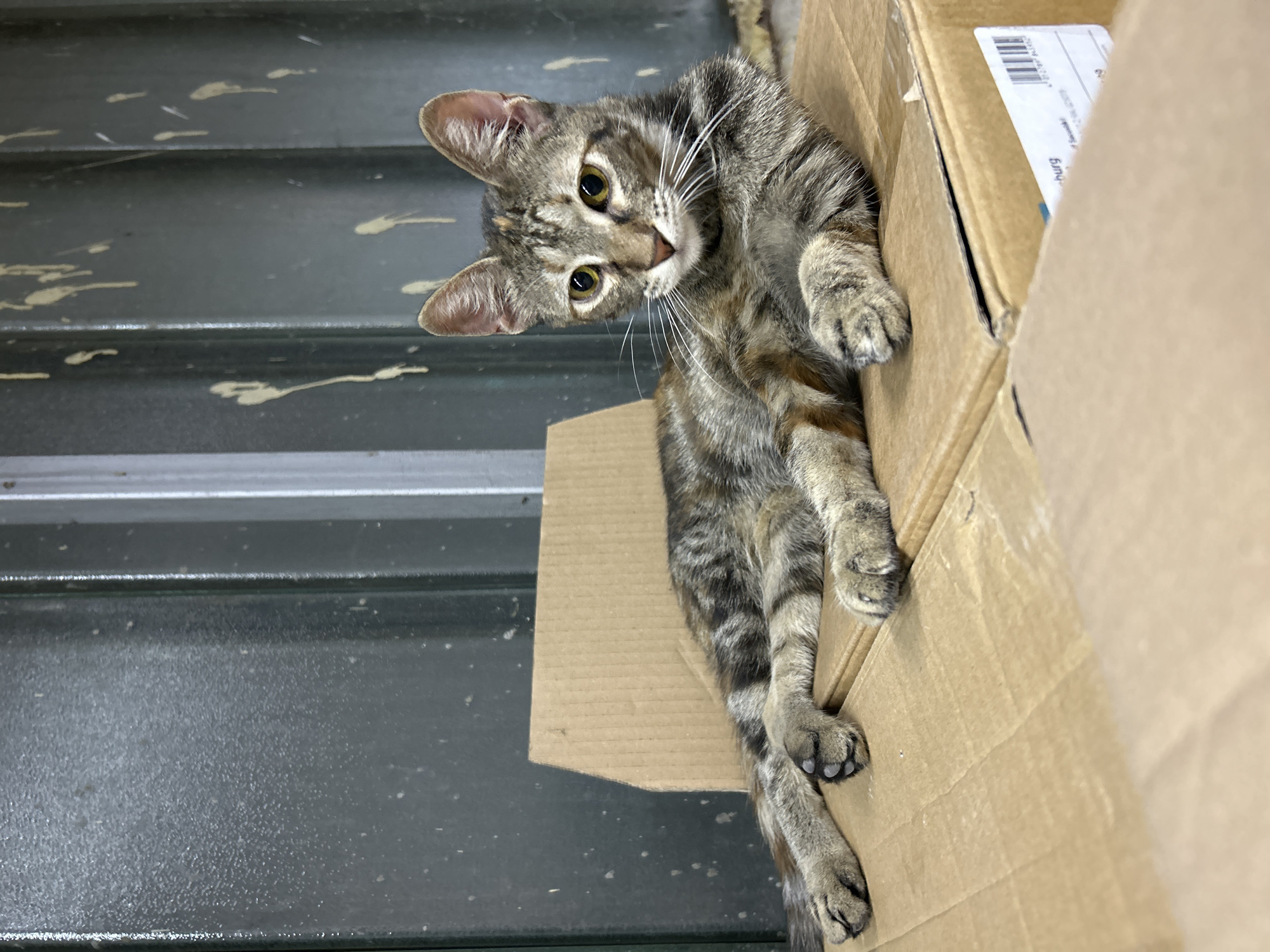 A young, tabby cat with a mottled brown and grey coat and yellow eyes is lying on top of two stacked cardboard boxes. The cat is positioned to the right of the frame, facing left with its body extended. Its front paws are resting on the top box, and its back legs are stretched out on the box beneath. The cat appears relaxed. The background consists of a corrugated metal wall with streaks of a yellowish substance running down it. The setting suggests an industrial or storage area. The image does not provide any information to indicate the location within the city of Struma, Bulgaria.