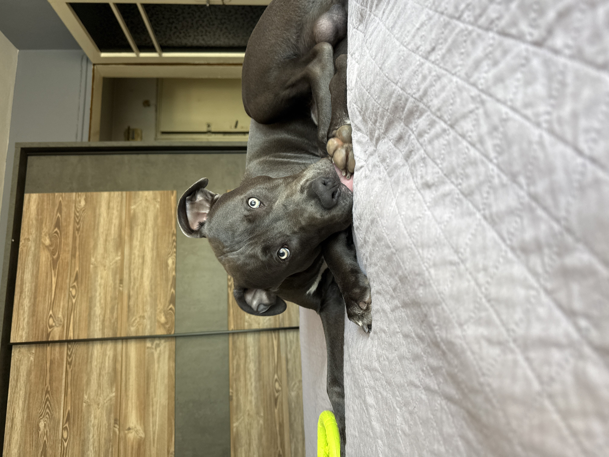 A dark gray dog with light blue eyes is lying on a white quilted bed. The dog is positioned on its side, with its head resting on its paws. Its tongue is extended and licking its paw. To the left of the dog, a bright yellow toy is visible. In the background, a wooden wardrobe with a dark gray accent band is seen. Further back, a doorway leads to another room with a light-colored door. The overall environment suggests an indoor setting, likely a bedroom, with the furniture and doors characteristic of an apartment in Varna, Bulgaria.