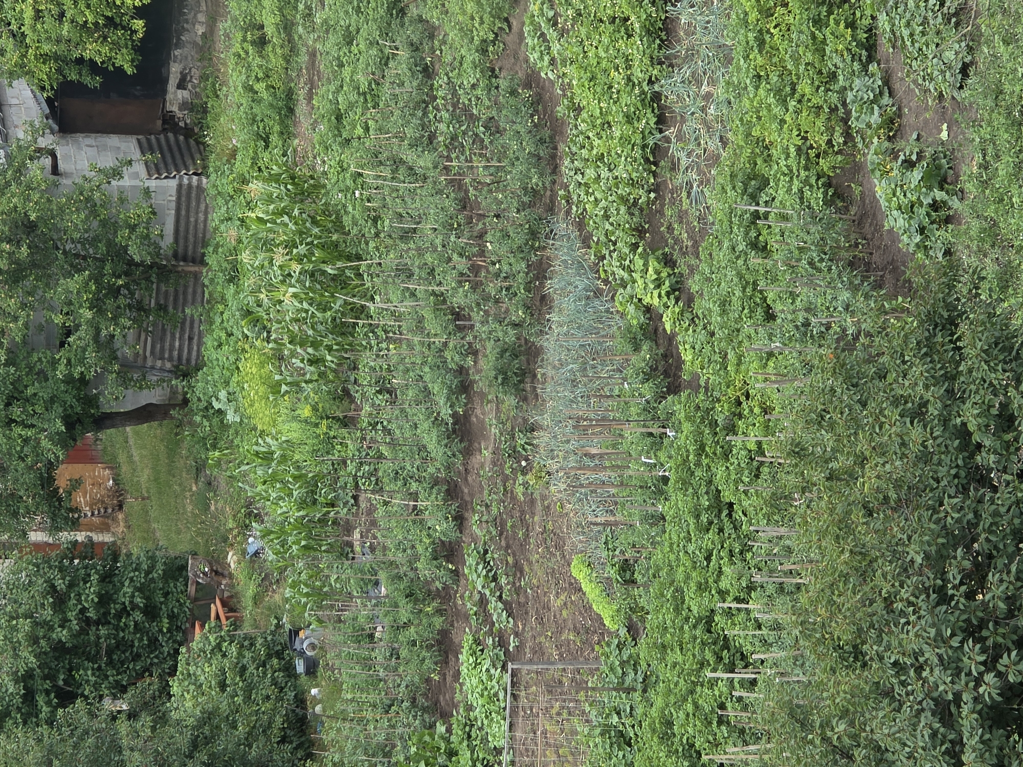 This image depicts a lush, multi-tiered garden on a gentle slope, likely a backyard plot in Dubno, Ukraine. The garden is densely planted with a variety of vegetables, including rows of corn, tomatoes supported by wooden stakes, leafy greens, and what appear to be leeks or onions. The soil is dark and rich, with some patches of exposed earth.
In the background, a rustic wooden bench and table are visible amidst dense foliage, suggesting a recreational area within the property. To the right, a weathered, utilitarian building constructed from cinder blocks and corrugated metal roofing stands, hinting at storage or utility space. The overall scene conveys a sense of diligent cultivation and rural living, typical of residential areas in Dubno. No people are present in the image.