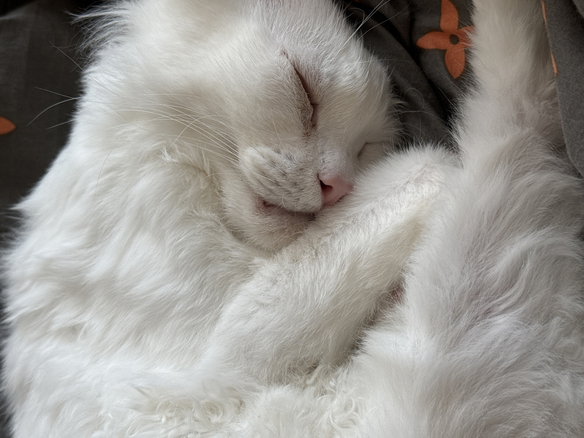 The image is a close-up, overhead shot of a white cat curled up and sleeping. The cat's fur is long and fluffy, and its face is tucked into its body. The cat is lying on a dark gray surface with an orange floral pattern. The image does not contain any information that would allow for its location to be identified in Krasnoyarsk, Russia.