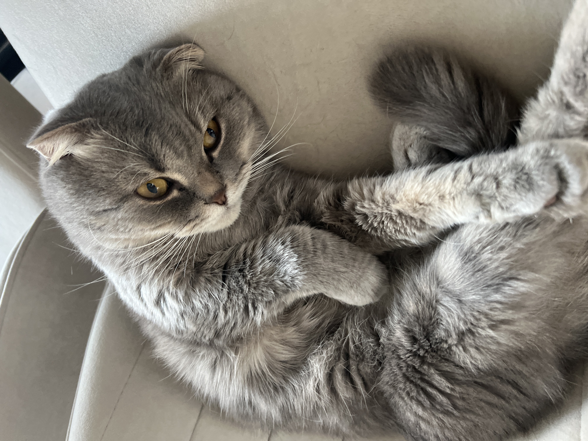 A grey Scottish Fold cat is lying on a light-colored surface, possibly a chair or couch. The cat is positioned with its head towards the left and its body curled up, paws crossed over its chest. The cat has golden eyes and a light grey coat with some white whiskers. The background is a blurred light color, suggesting a simple interior setting. There is no indication of the image being located in Votkinsk, Russia.