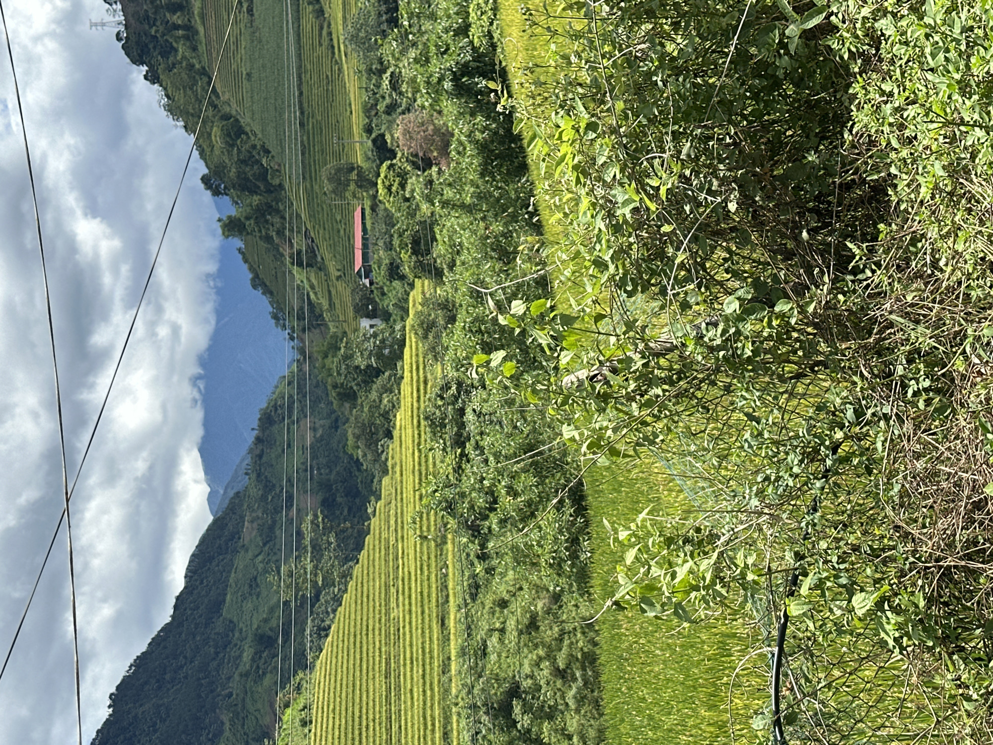 The image captures a detailed panoramic view of a lush, mountainous agricultural landscape in Nam To Nua, Vietnam, under a partly cloudy sky. The immediate foreground is dominated by a dense thicket of green foliage, including shrubs, vines, and intertwined branches, with a partially visible chain-link fence and a horizontal black cable running through it. Beyond this foreground vegetation, bright green, linear terraced fields, indicative of rice paddies, stretch across the midground, ascending the slopes of the hills on both the left and right sides of the valley.
In the midground valley, a single red-roofed building is nestled among trees and crops to the right of the central frame. Several utility poles are faintly discernible amidst the vegetation on the right slope. The background features majestic mountains covered in dense green forest, with distant peaks partially obscured by a layer of white and grey clouds. The sky above is a mix of dark grey storm clouds and brighter white patches, with some clear blue visible through breaks. Multiple dark, thin power lines or utility cables horizontally traverse the upper section of the image, intersecting the sky and the distant mountain range. No people or animals are visible in the scene.