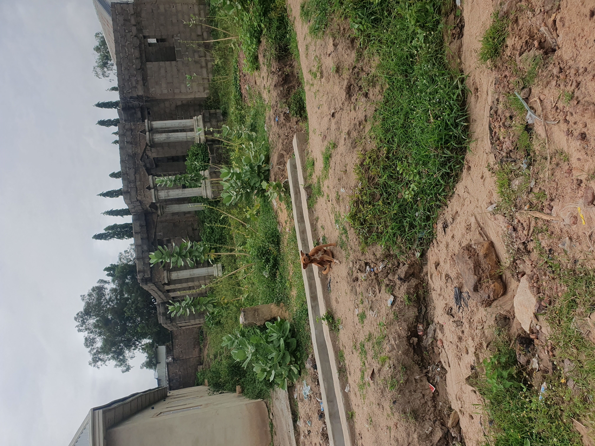 The image depicts an outdoor scene in the city of Lokoja, Nigeria. In the foreground, a brown dog is seated on a dusty, uneven surface dotted with sparse green grass and scattered debris. The dog is looking to its left, with its body angled towards the right. Behind the dog, a concrete drainage channel runs horizontally across the frame. Further back, lush green vegetation, including large-leafed plants and tall, slender trees, is visible. Dominating the background is the partially constructed or dilapidated remains of a building. This structure is made of cinder blocks and features several prominent, fluted concrete columns. The roofline is visible on the far left, suggesting a partially completed structure. The sky is overcast with a neutral grey hue.