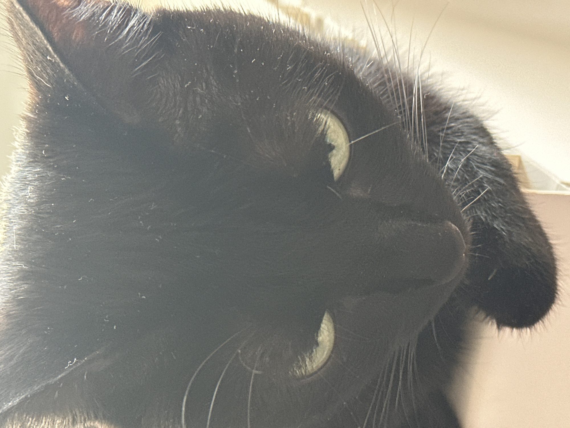 A close-up image shows the face of a black cat with green eyes, tilted to the side. The cat's nose and whiskers are visible. The environment appears to be indoors with a plain, light-colored background.