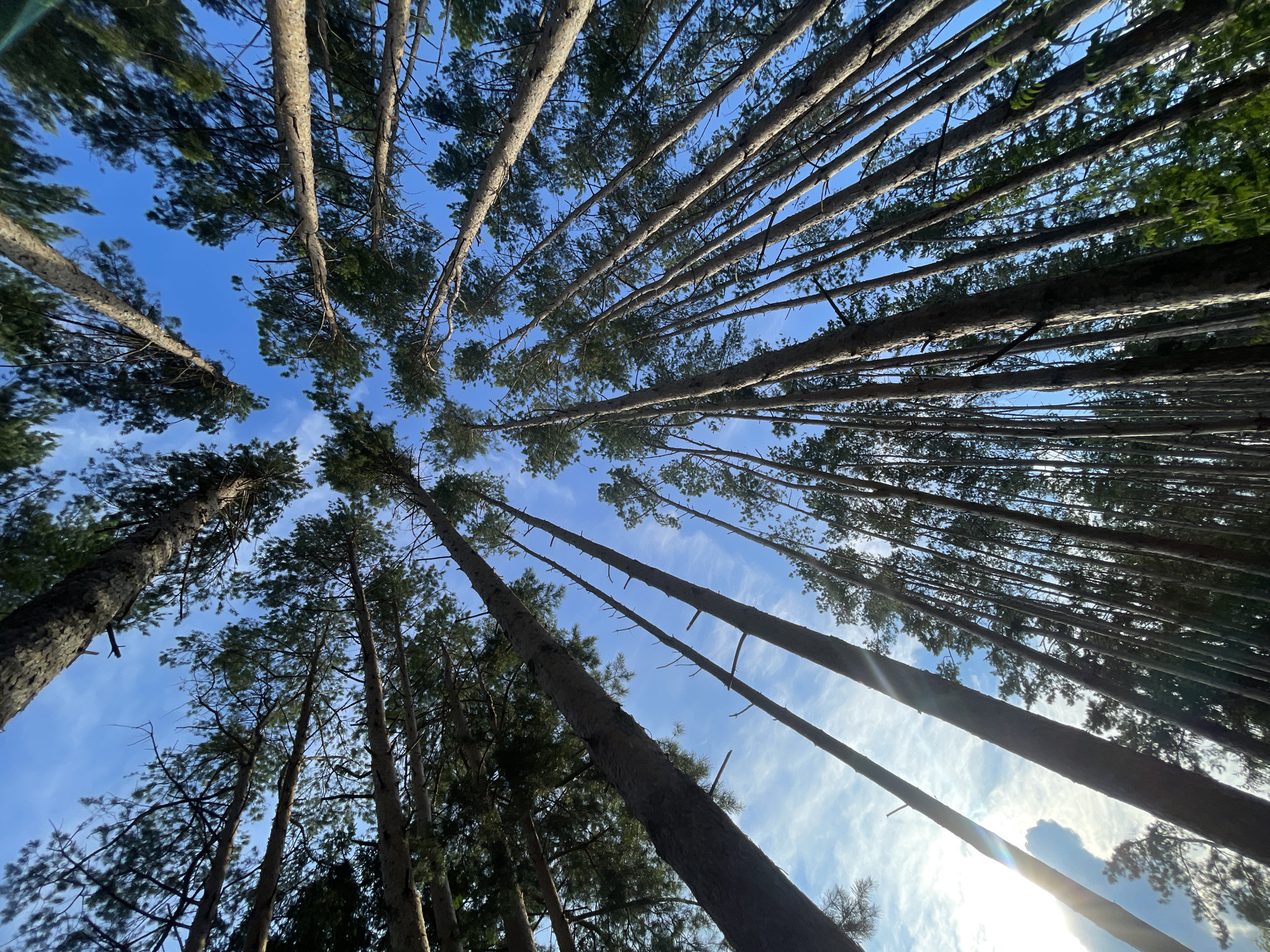 The image depicts a low-angle view looking up into a dense forest of tall, slender pine trees against a bright blue sky with scattered wispy clouds. The trees are predominantly evergreen with dark green foliage visible at their upper reaches. The sunlight filters through the branches, creating highlights and shadows. The ground is not visible in the frame. The scene appears to be in a natural, wooded area, consistent with the rural location of Подшивалово, Russia, where such forests are common. There are no people or animals visible in the image.