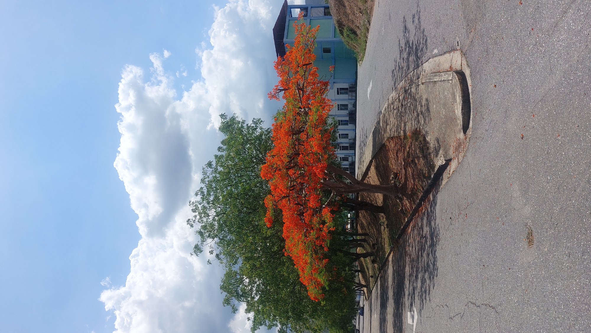 The image depicts a roadside scene, likely in San Diego, Venezuela. A row of trees lines the edge of the road; one tree stands out with its bright red-orange blossoms, contrasting with the green foliage of the other trees. A building is partially visible in the background, painted in light blue. The sky is a mix of clear blue and large white clouds. The road is gray asphalt with a concrete curb and drainage features. Shadows from the trees fall across the road. There are no people visible.