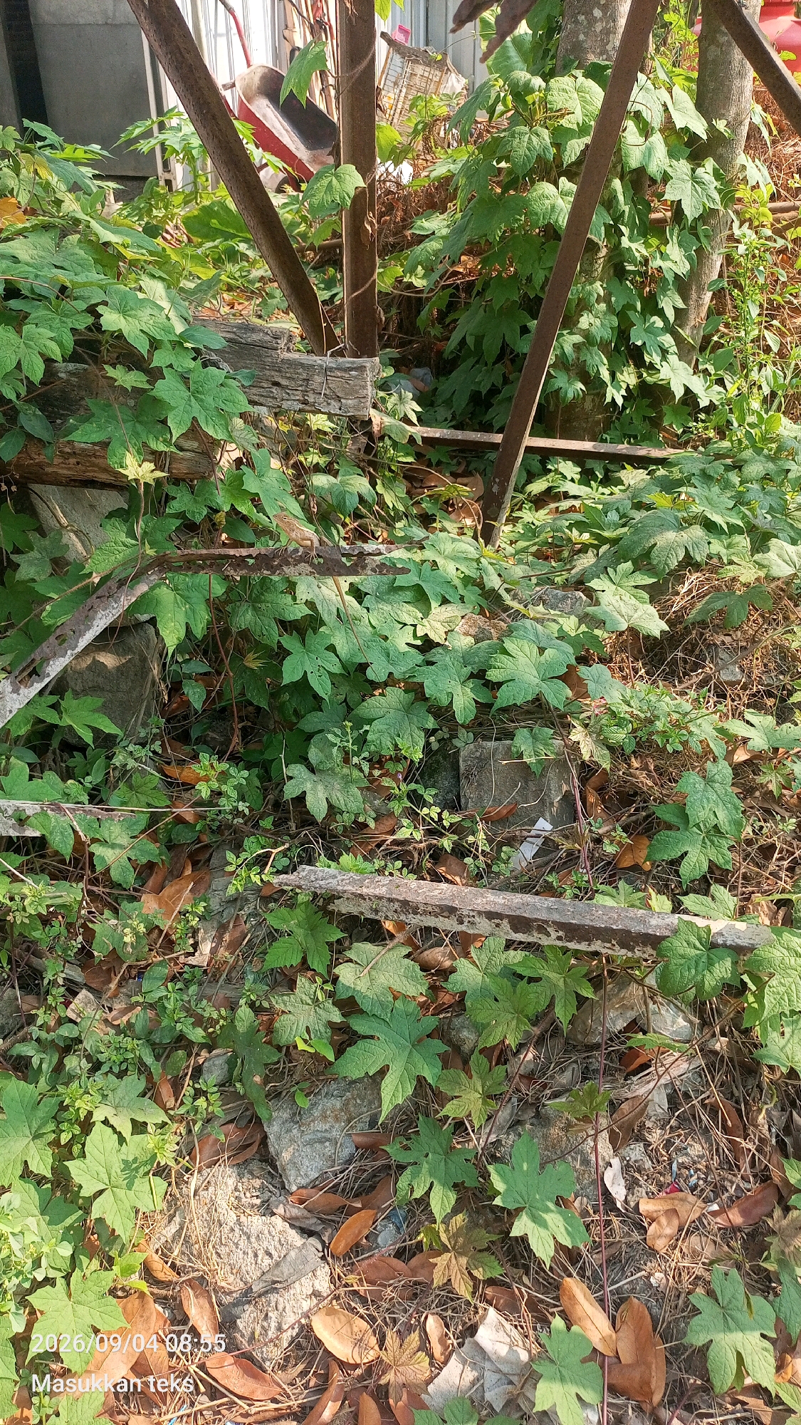 The image depicts an overgrown outdoor scene with lush green foliage and a scattering of brown leaves on the ground. Several pieces of weathered, rusty metal, likely remnants of discarded construction or garden materials, are visible, some forming horizontal bars. A rough, light-colored stone or concrete block is present amidst the plants. In the upper portion of the image, a red and black wheelbarrow can be seen behind the foliage.
The timestamp in the lower-left corner indicates "2026/09/04 08:55" and "Masukkan teks" which translates to "Enter text". While the image captures a scene that could be found in many locations, the explicit mention of "Ligung, Indonesia" in the prompt suggests this is the intended context. However, there are no specific visual elements within the image itself that definitively confirm its location in Ligung, Indonesia. The scene is devoid of people.