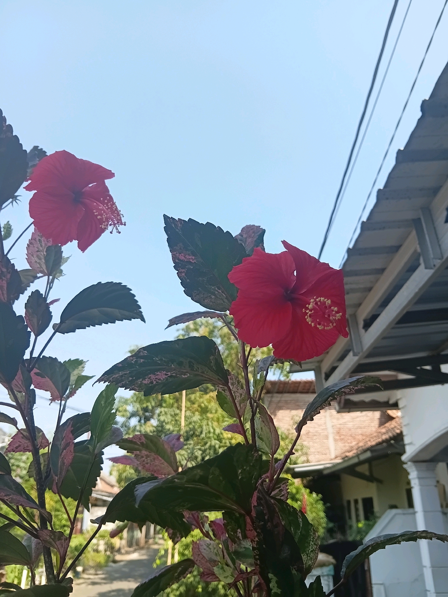 The image depicts two vibrant red hibiscus flowers blooming in a garden setting. The flowers are in focus, with their petals and stamens clearly visible. The leaves of the hibiscus plant are a mix of dark green and lighter, mottled pink and green hues, indicating a potentially variegated variety. In the background, a clear blue sky is visible, with power lines stretching across the upper right portion of the frame. Below the sky and power lines, the roof and upper structure of a building, likely a house with a tiled roof, can be seen. The lower background shows more foliage, suggesting a residential area with trees and possibly other plants. Part of a white column, likely from a porch or patio, is visible on the far right. The scene is consistent with an outdoor environment in a residential area. The provided crops do not offer additional detail or context beyond the original image. Based on the characteristic architecture and vegetation, this scene is plausible for a location in Cikal, Indonesia.