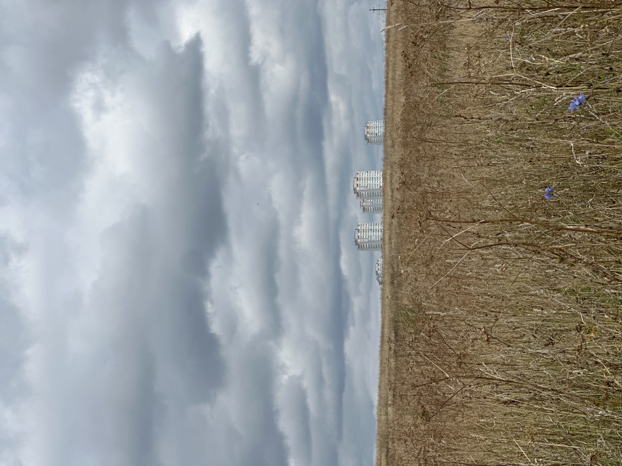 An overcast sky with heavy, dark clouds dominates the upper portion of the image. Below the sky, a flat horizon separates it from a landscape of dry, brown grass and foliage, which occupies the foreground and midground. In the distance, several multi-story apartment buildings are visible. One building, taller and more distinct, is on the right side of the frame, with a utility pole nearby. To its left, a cluster of three similar apartment buildings stands together. Further to the left, another group of shorter buildings is partially visible. The overall scene suggests an undeveloped or semi-developed area on the outskirts of a city. This image was captured in the city of Chekhov, Russia, likely in an area bordering agricultural land or undeveloped terrain, as suggested by the vast field and the distant residential buildings. There are no people or animals visible in the image.