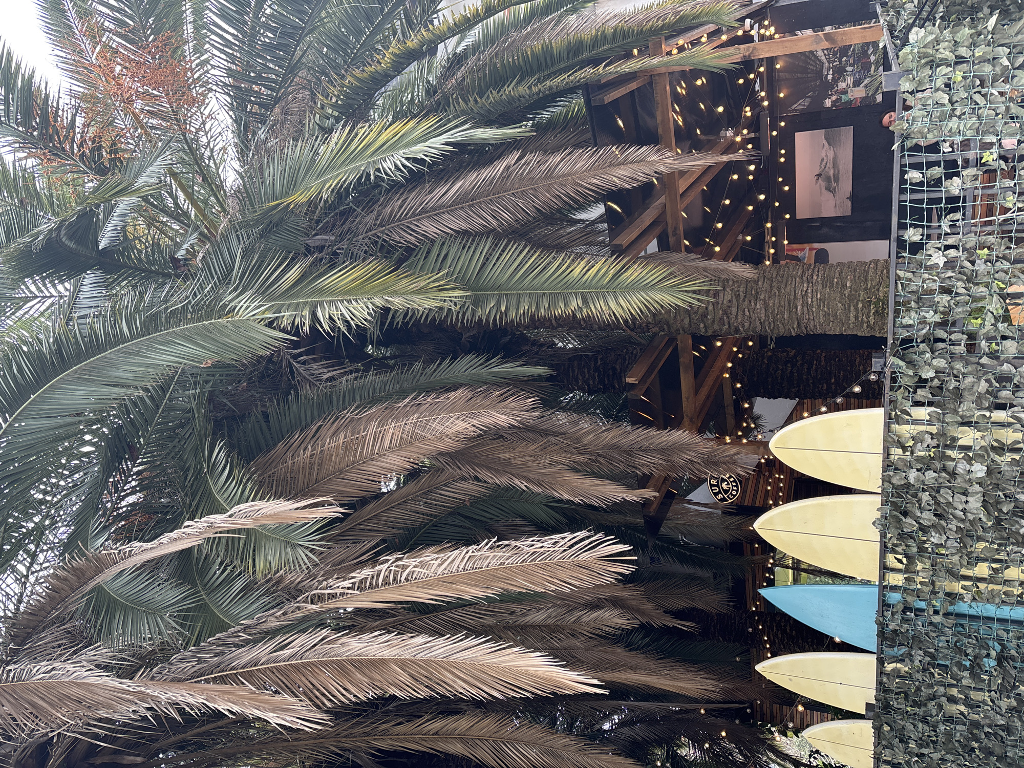 A vertical medium shot captures a palm tree and a building in Sochi, Russia. The palm tree, located on the left, has both green and brown fronds that overlap. To the right, a building is visible, adorned with string lights. Displayed on the building's wall are several surfboards, predominantly yellow, with one blue. A green, foliage-covered wire mesh structure is adjacent to the surfboards.