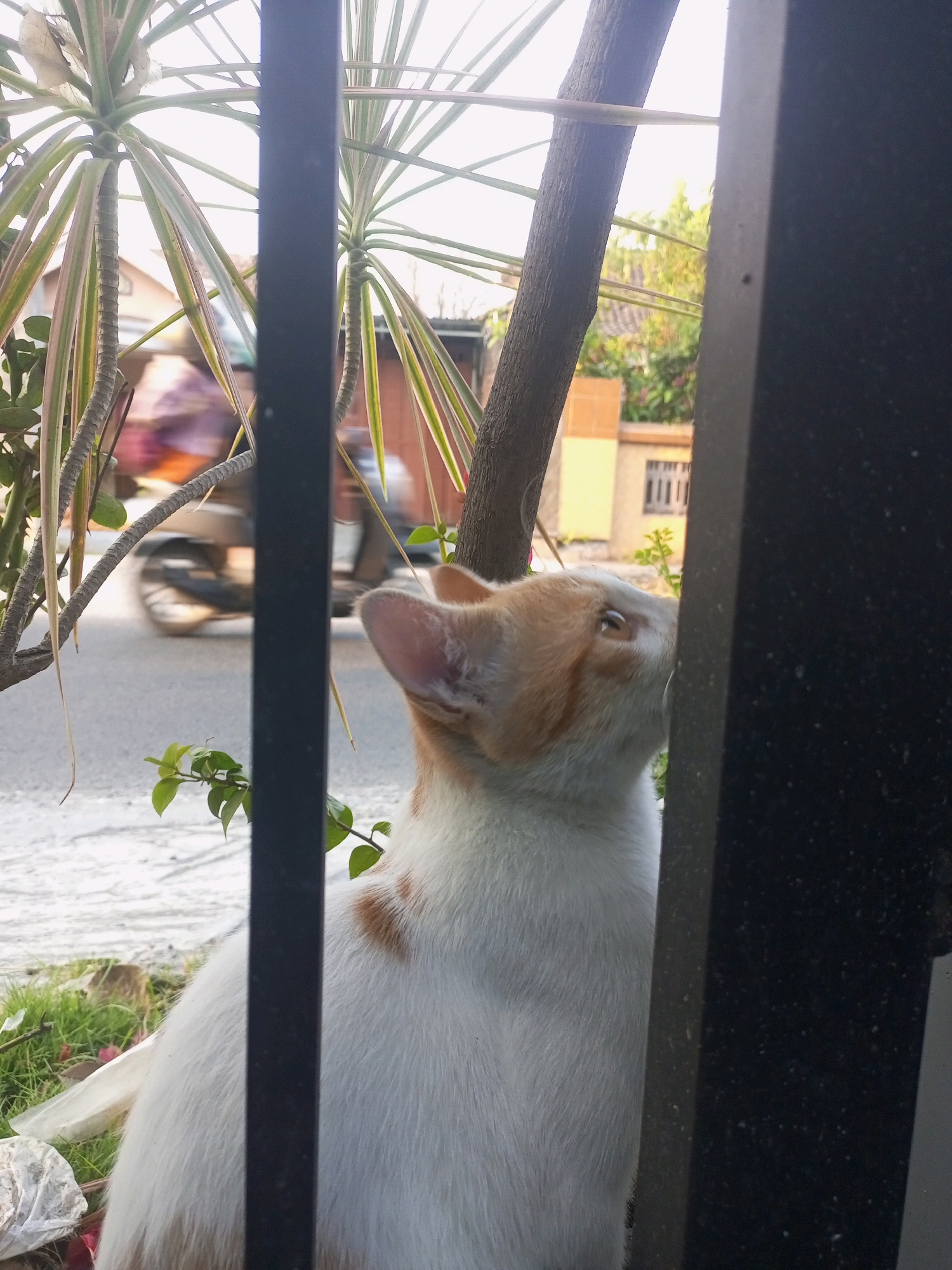 A close-up, medium-shot photograph captures a ginger and white cat looking upwards and to the right, partially obscured by a black metal fence. The cat's head is tilted, and its eyes are focused on something unseen above and beyond the frame. Its fur is predominantly white with ginger patches on its head and back. In the background, a blurred image of a motorcycle is visible on a paved street, suggesting an urban or semi-urban environment. A plant with long, spiky leaves is also present, positioned in front of the fence and framing the cat. A building with windows is visible further in the background. The scene appears to be outdoors, with daylight illuminating the area. The location is identified as Ngasem, Indonesia.