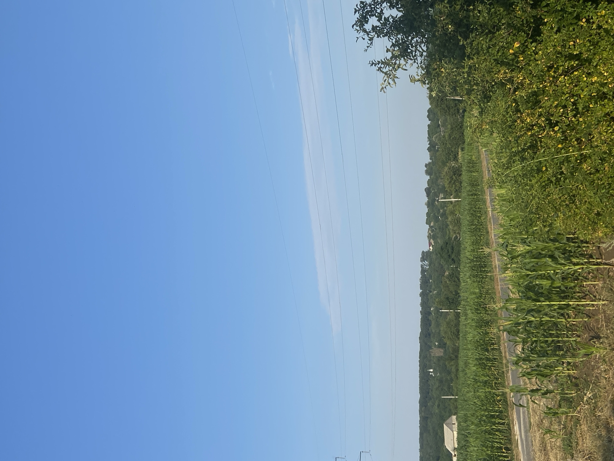 In an outdoor scene, a vast expanse of clear blue sky dominates the upper portion of the image. Below, a treeline of lush green trees forms a dense canopy across the horizon, with the faint outlines of buildings visible amidst the foliage. A power line stretches horizontally across the mid-ground, supported by a tall transmission tower on the left. In the foreground, a field of tall green corn stalks grows abundantly, with a paved road cutting through it. To the right, a dense collection of leafy green bushes and trees provides a contrast to the cultivated cornfield. The overall environment suggests a rural landscape bathed in the soft light of day.