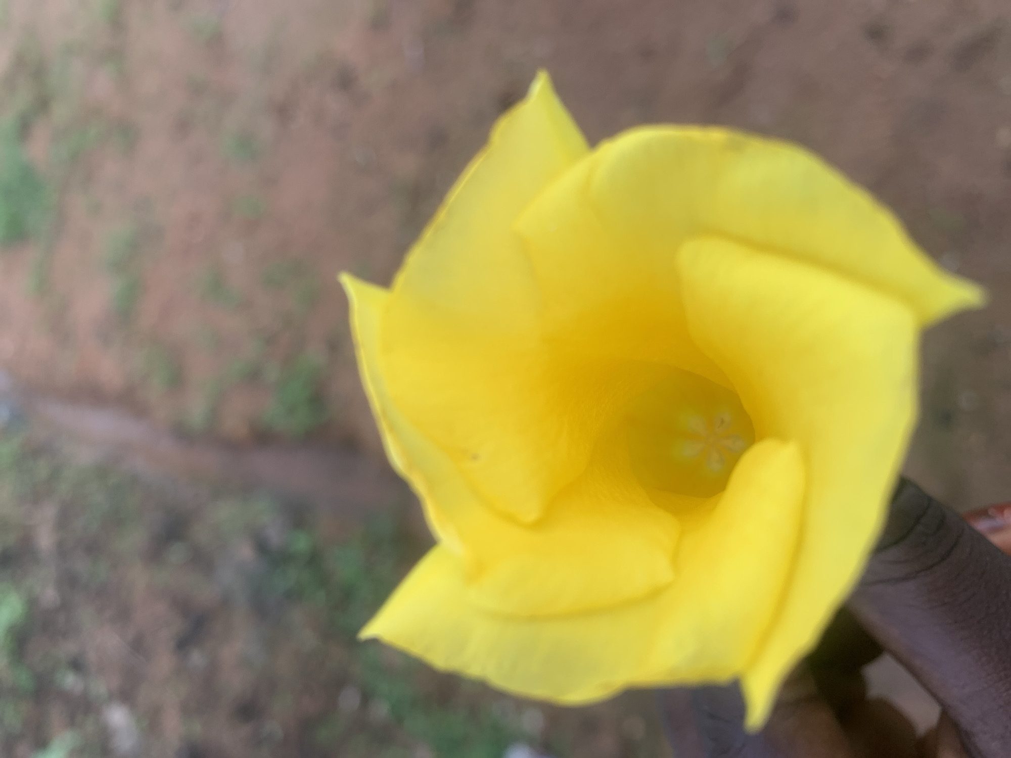 A close-up shot captures a vibrant yellow flower held in a person's hand. The flower's petals are unfurling, revealing a deep, tubular center with visible stamens. The background is blurred, suggesting an outdoor setting with brown earth and sparse green vegetation. The hand appears to have dark skin tone. The image was taken in Jalingo, Nigeria.