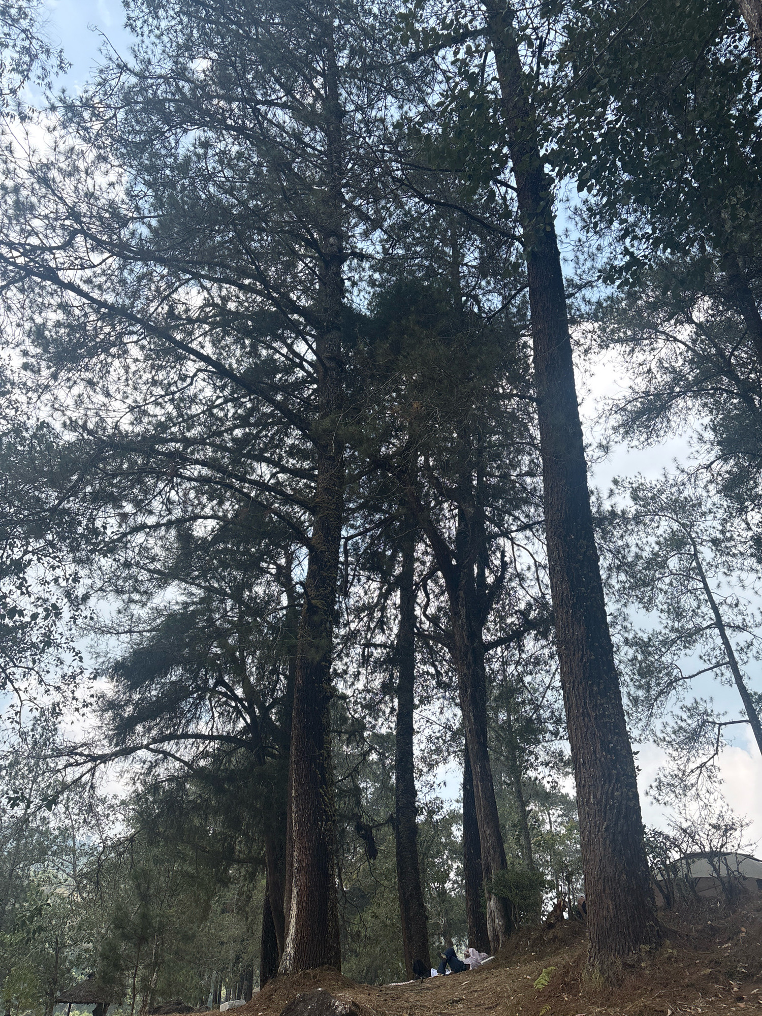 The image depicts a forest scene in Rancabali, Indonesia, characterized by tall pine trees with dense foliage. The perspective is from a low angle, looking upwards through the canopy towards a partly cloudy sky. In the foreground, a brown, dry ground covered with pine needles and some rocks suggests an outdoor environment. Several people are visible in the middle ground, reclining on the ground or sitting amongst the trees. One person in the bottom left is lying down with their legs bent, wearing dark pants and a white shirt. Another person, further to the right and slightly uphill, is sitting with their back to the camera, wearing a white top. A third person is visible behind them, appearing to be lying down. A small, rustic hut with a thatched roof is partially visible in the far left background. The overall atmosphere is tranquil and natural.